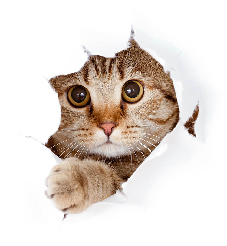 Het beste kattenvoer Puro Het beste kattenvoer