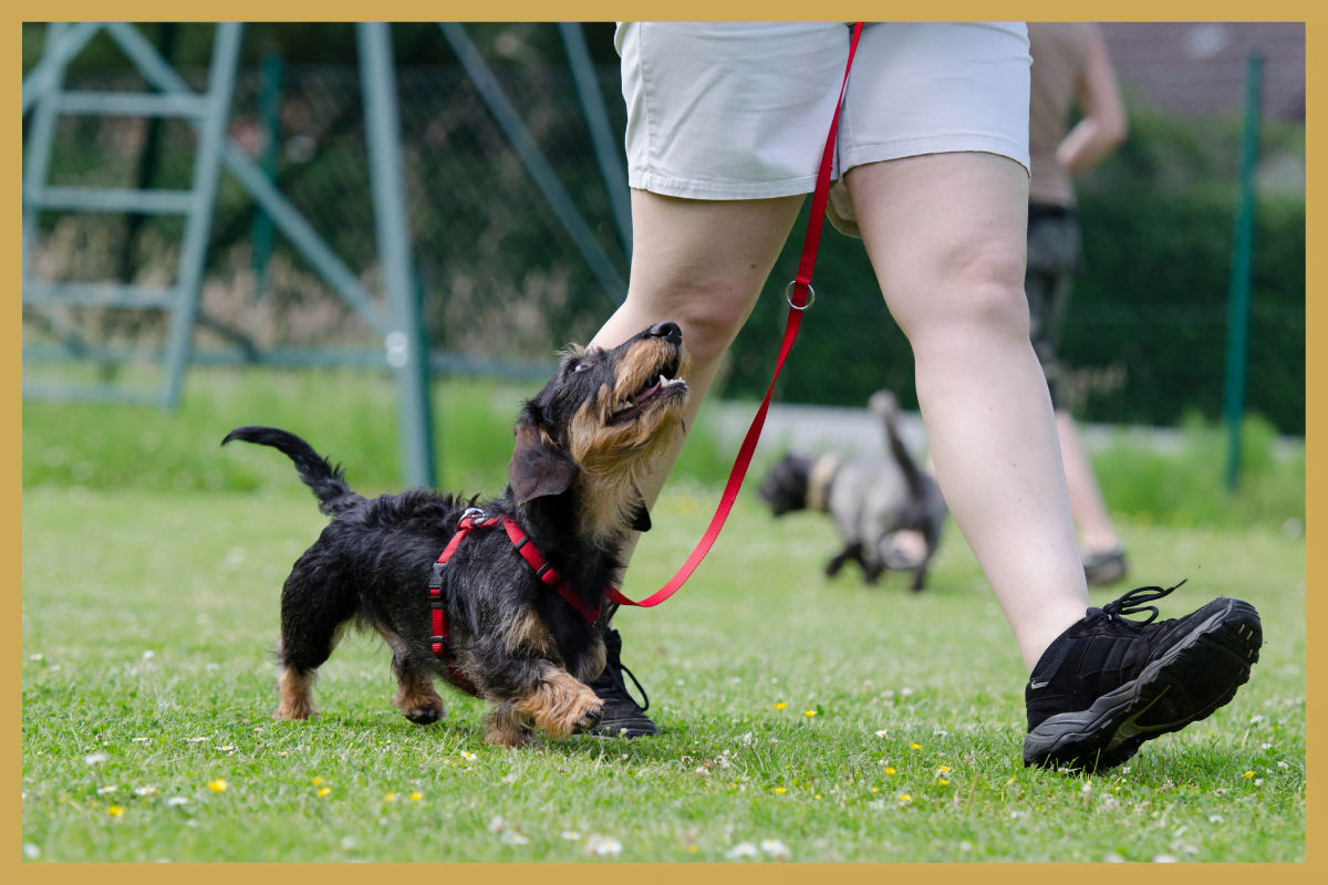 Tips voor het trainen van je puppy