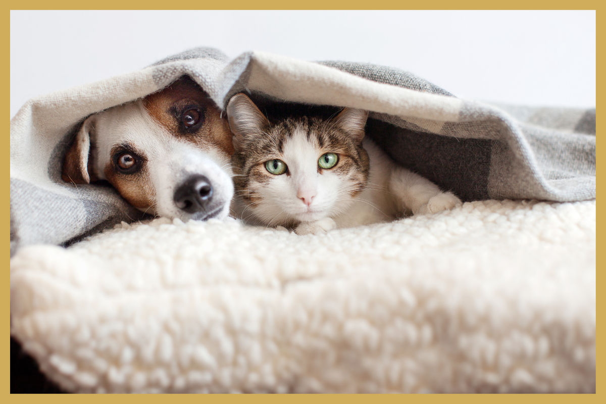 Hond en kat gezellig samen onder een warm deken