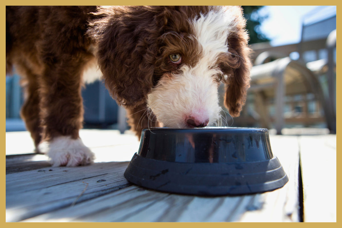 Hypoallergeen hondenvoer