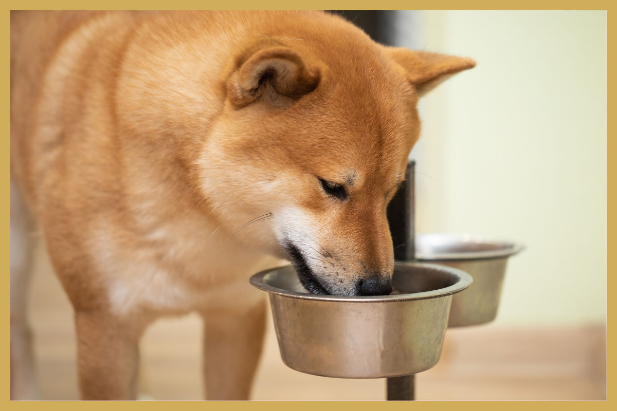 Wat voer kan doen voor je hond