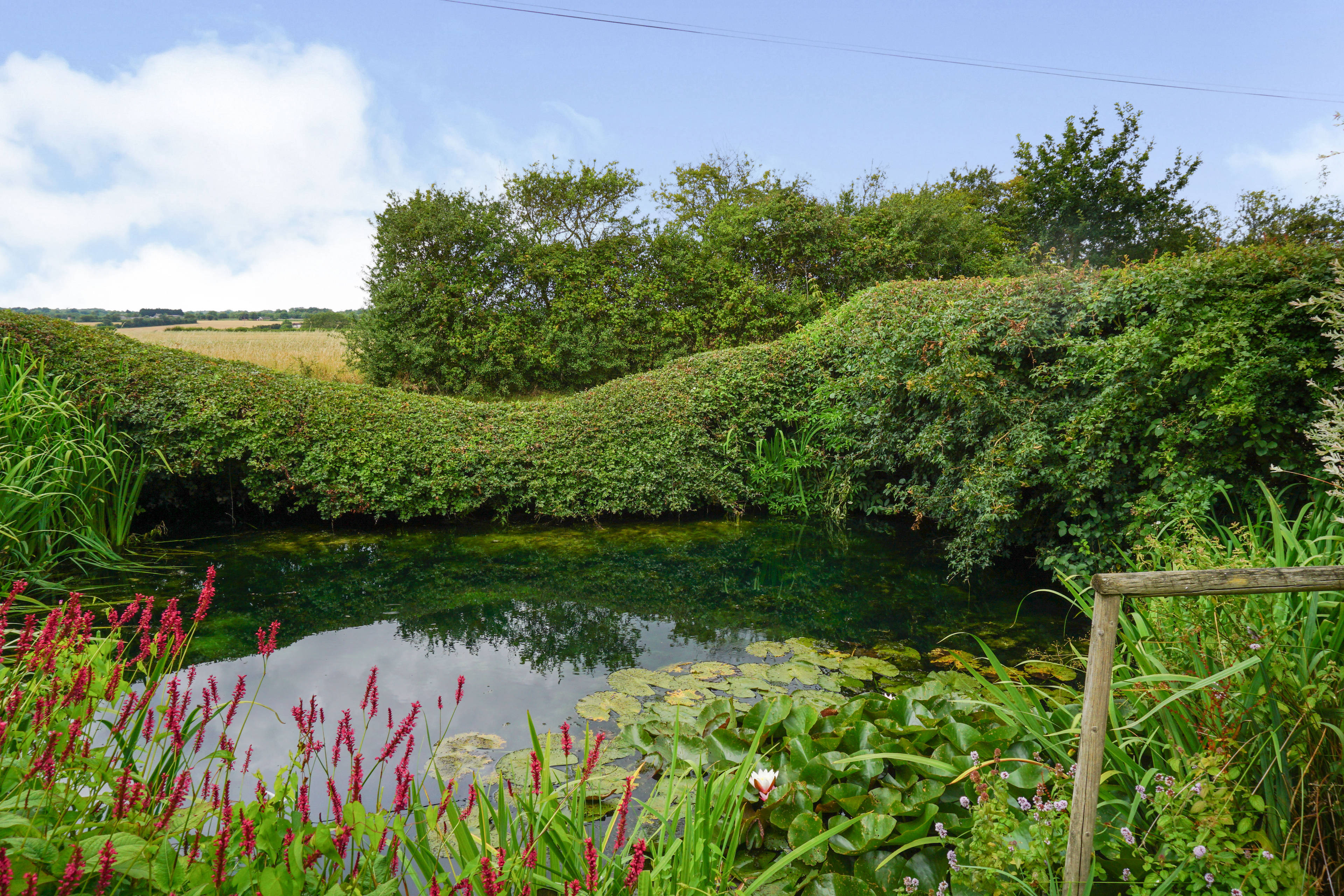 Lilly Pond