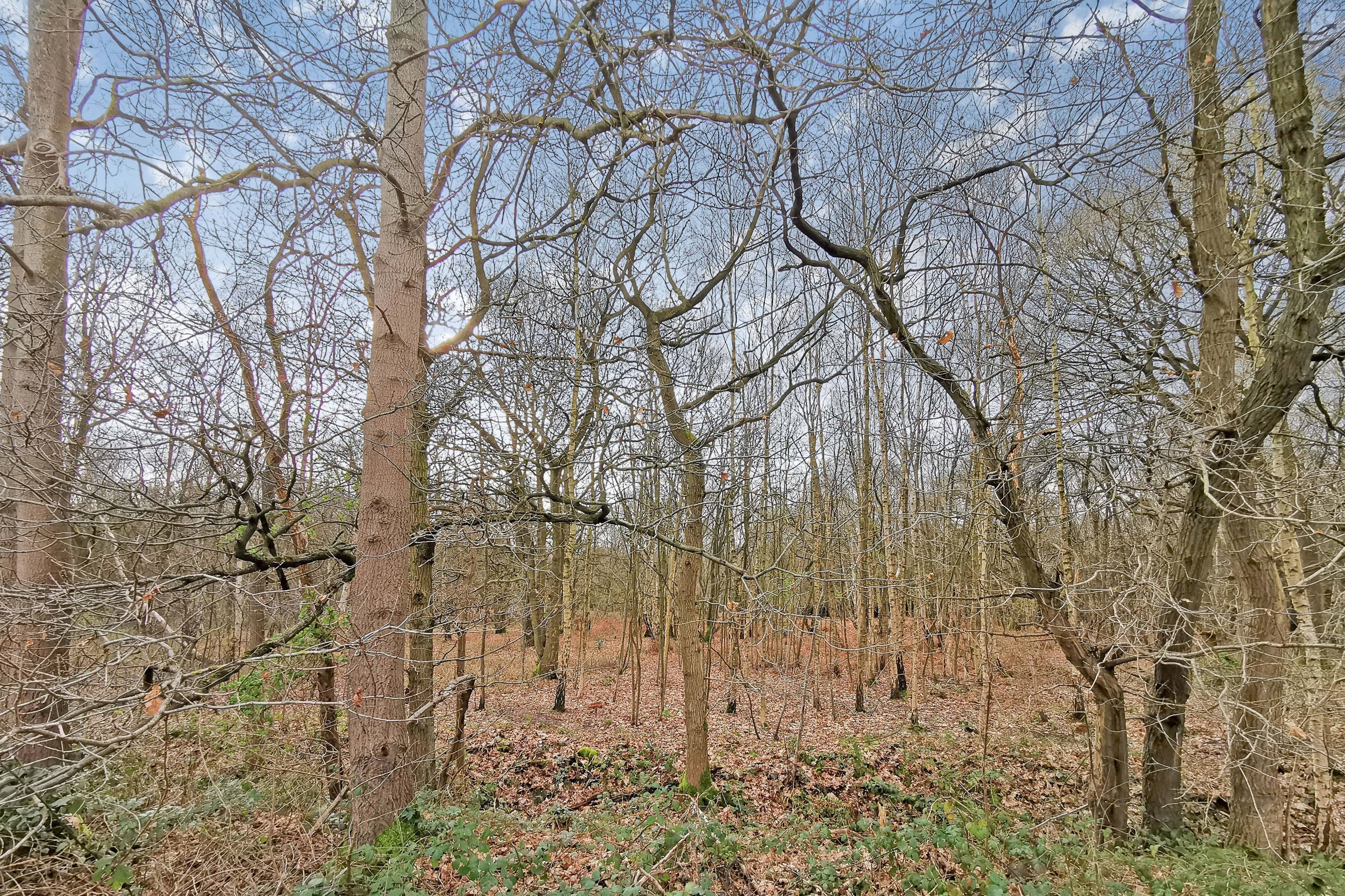Woodland