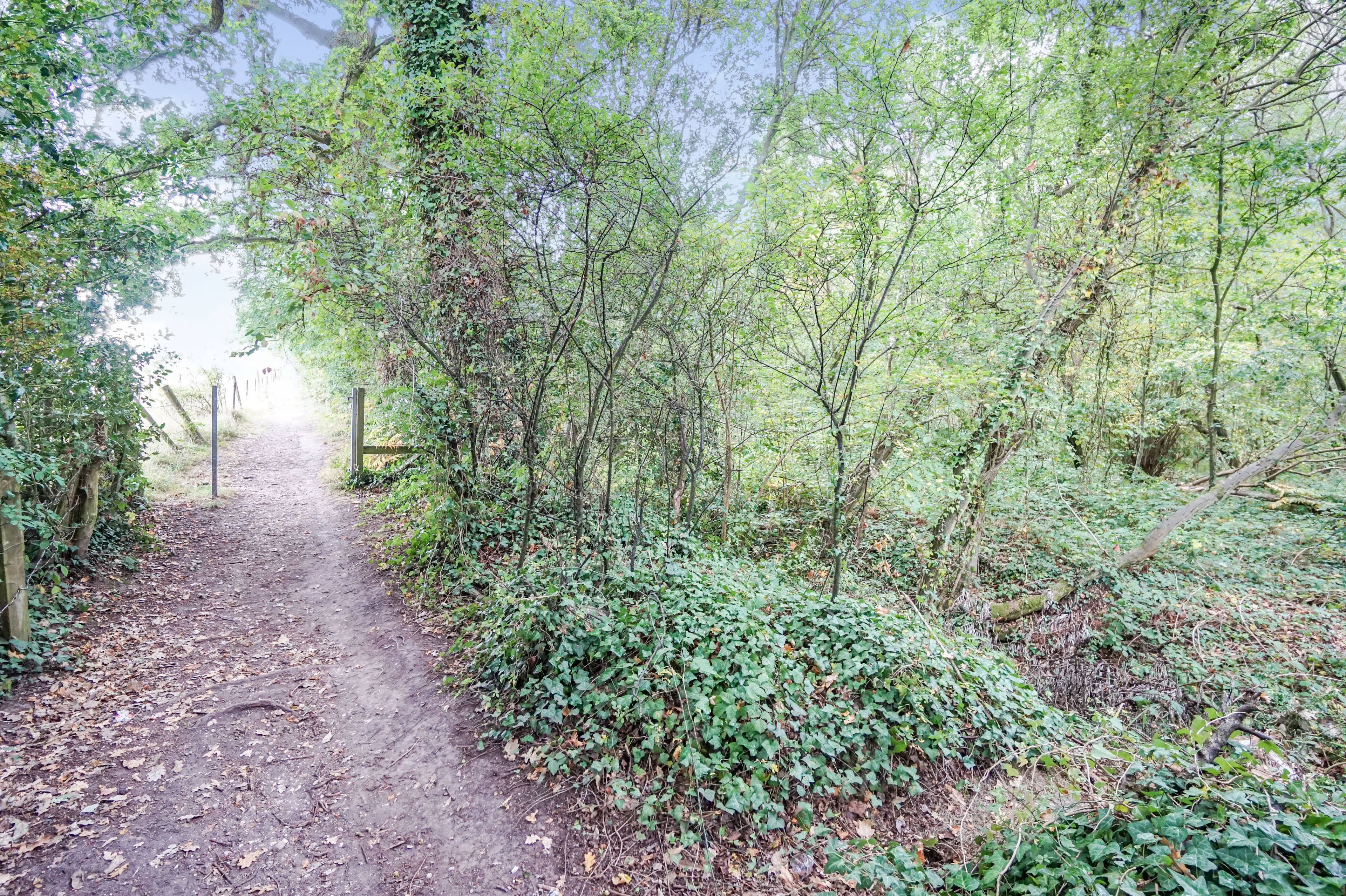 Woodland