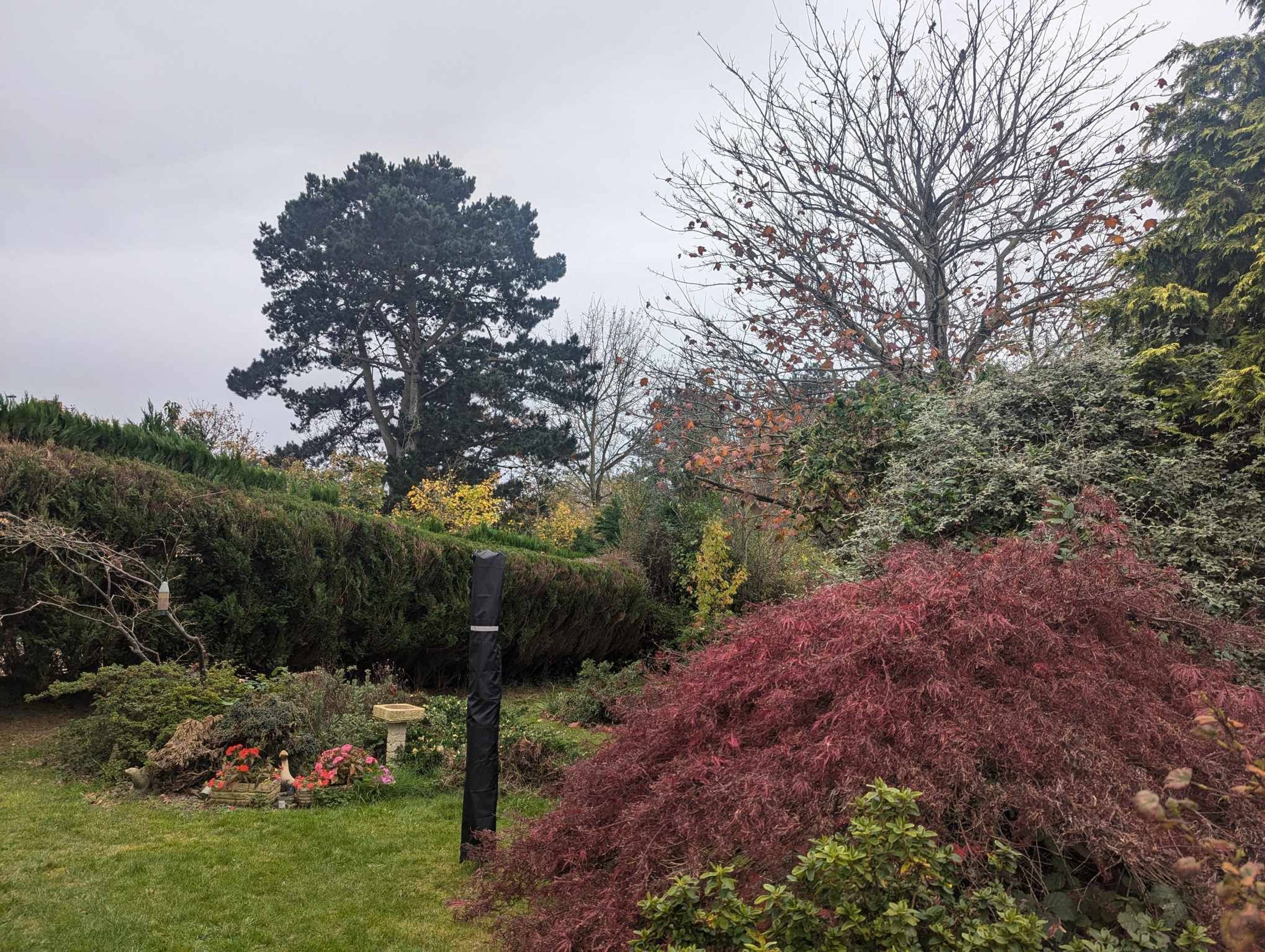 Mature Garden