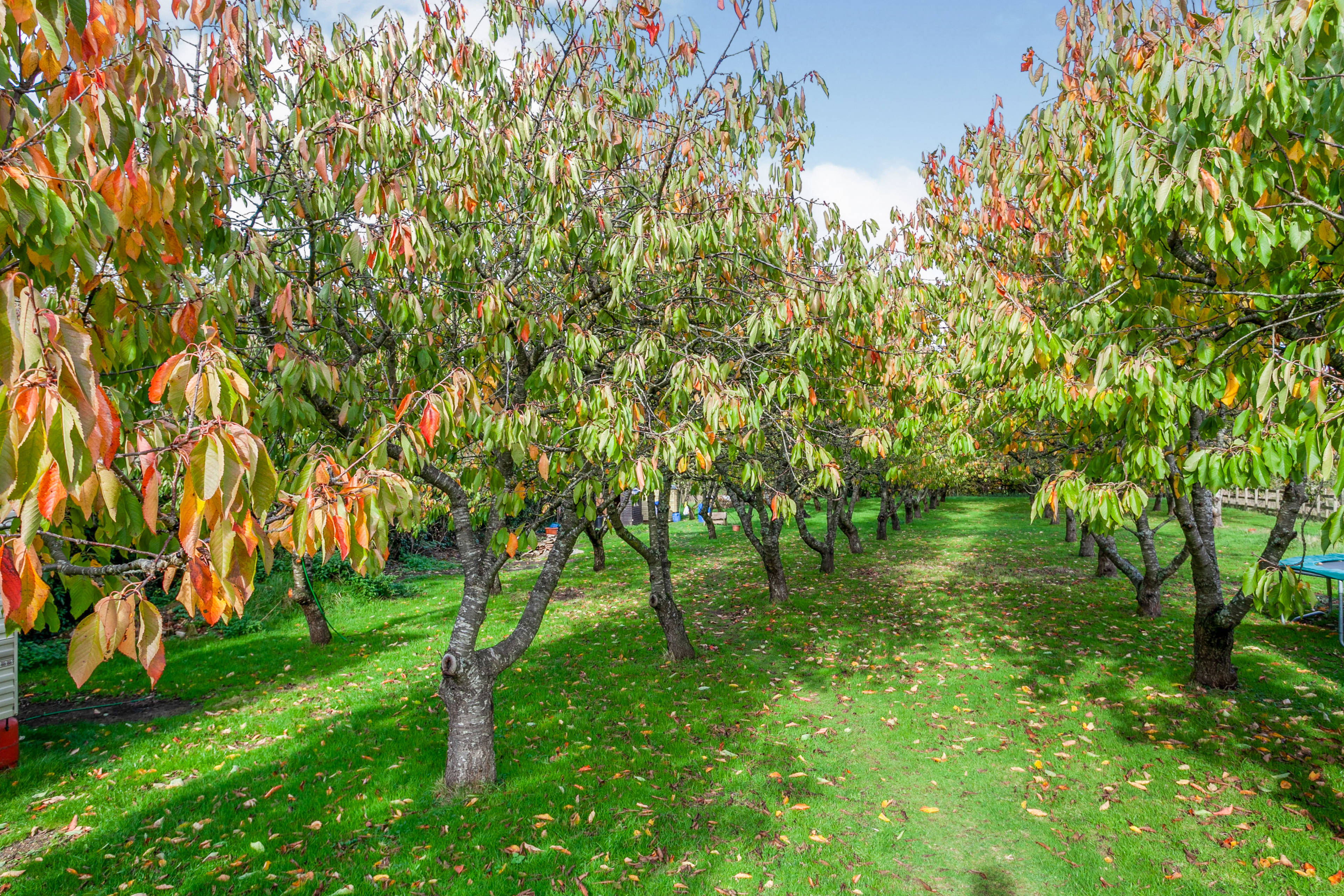 Orchard