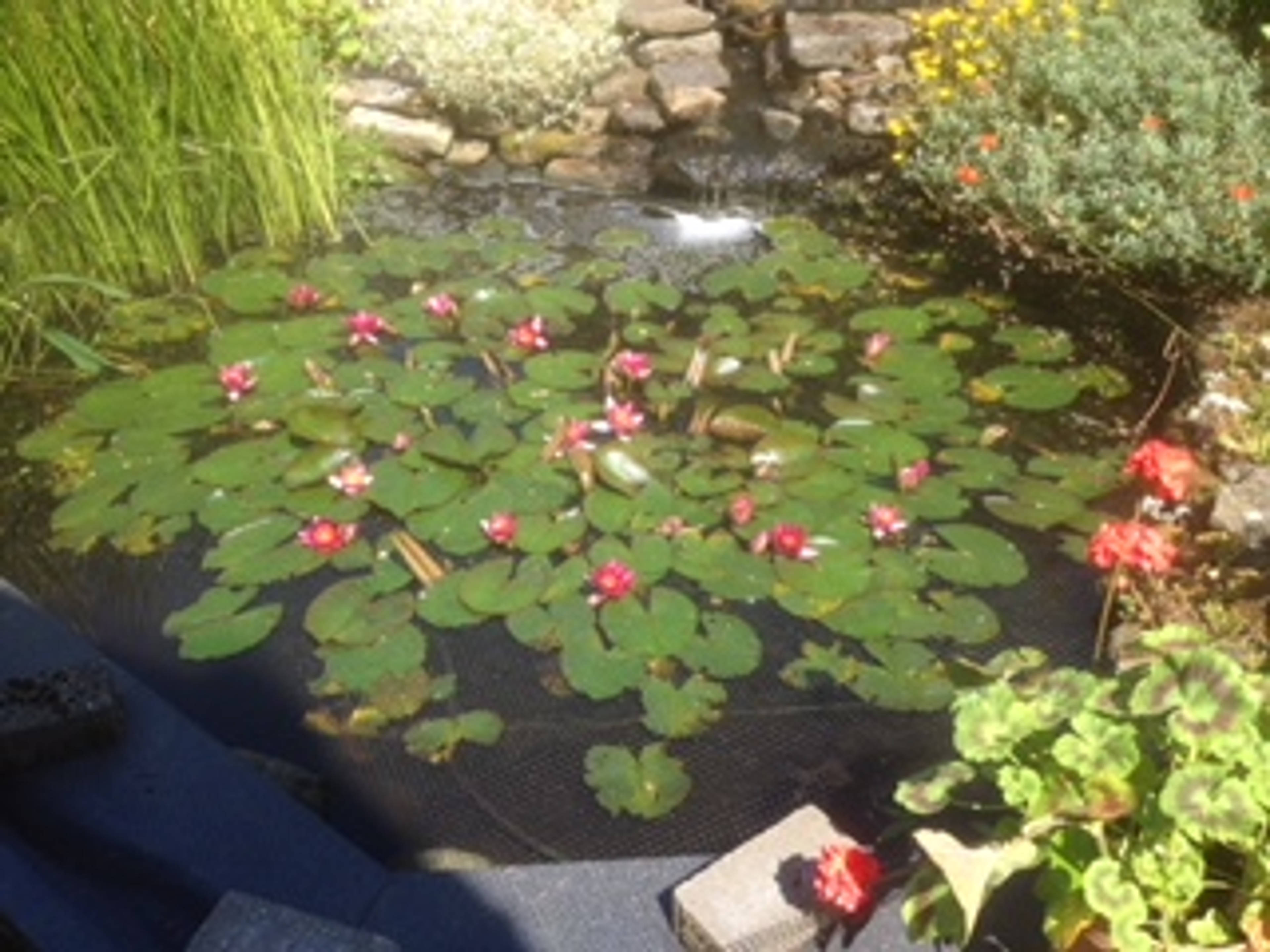 Lilly Pond