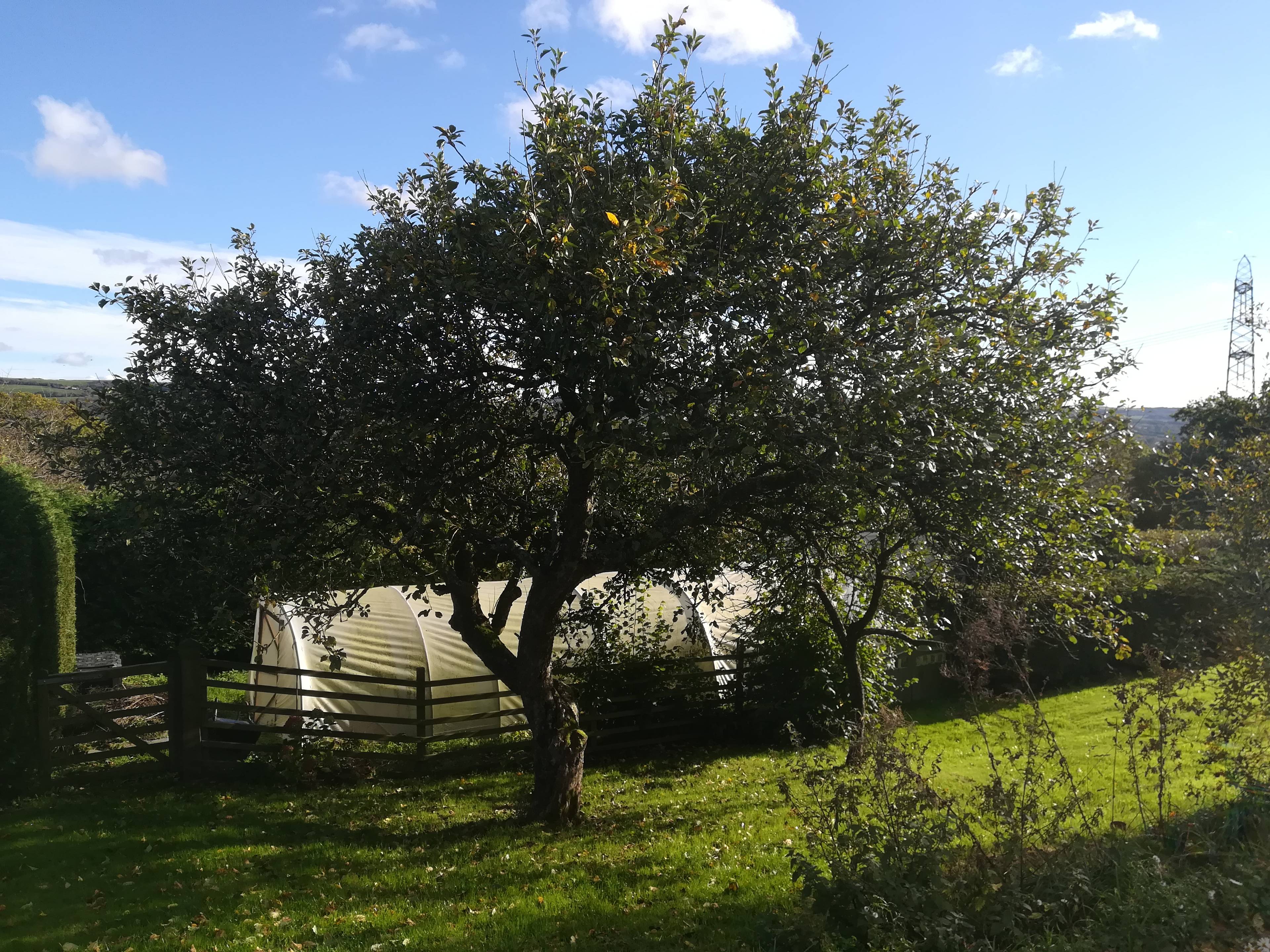 orchard