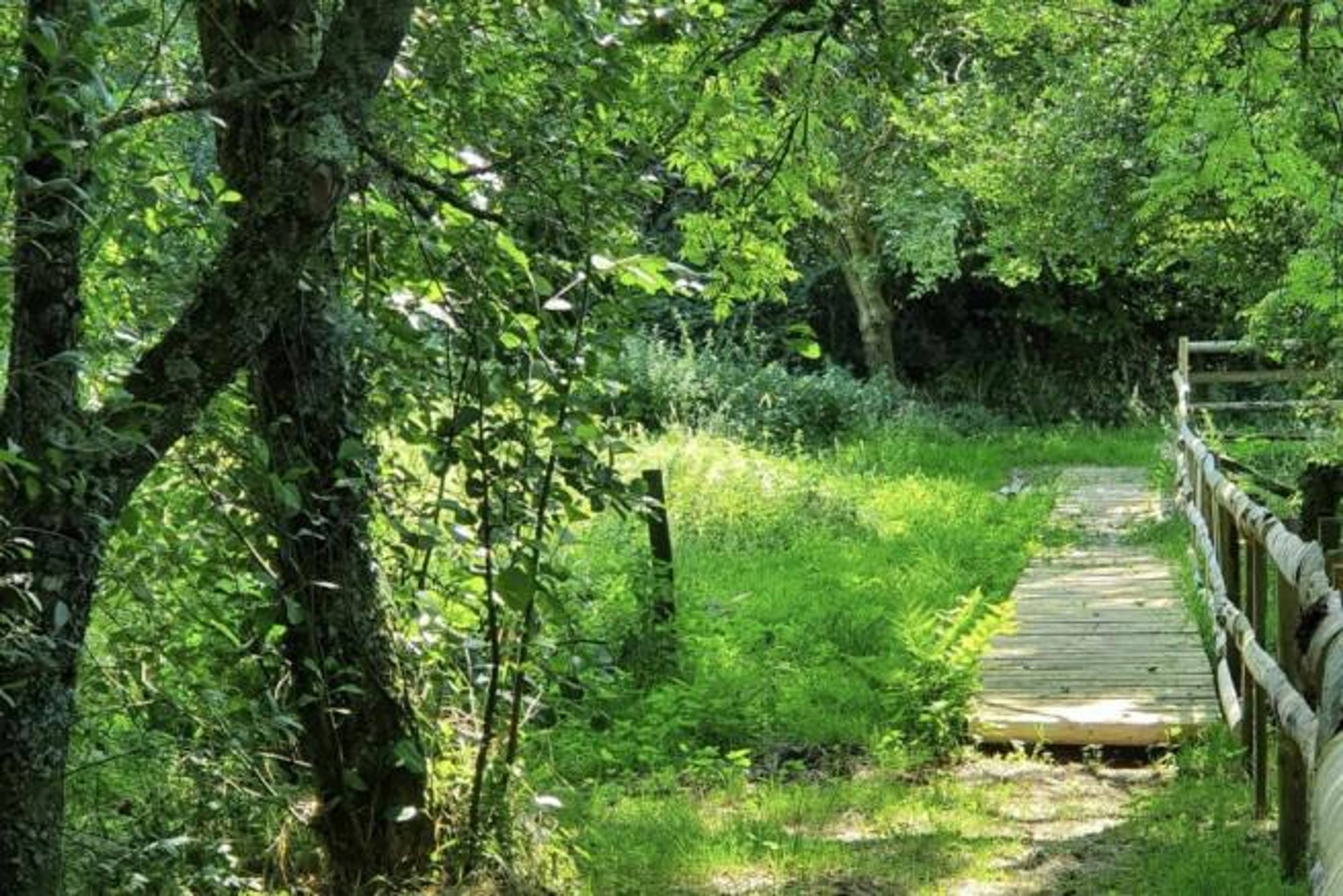 Woodland 