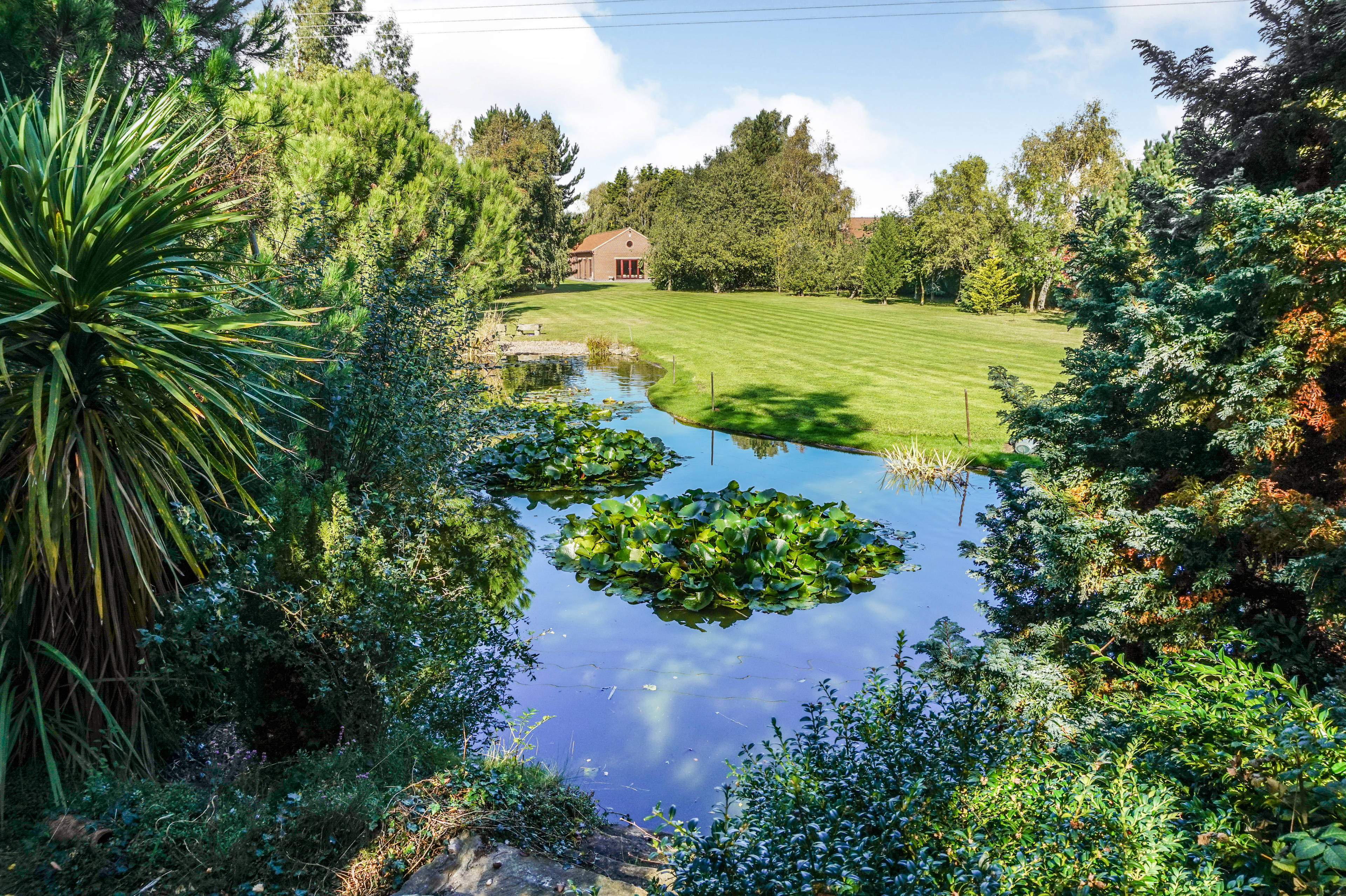 Lilly Pond
