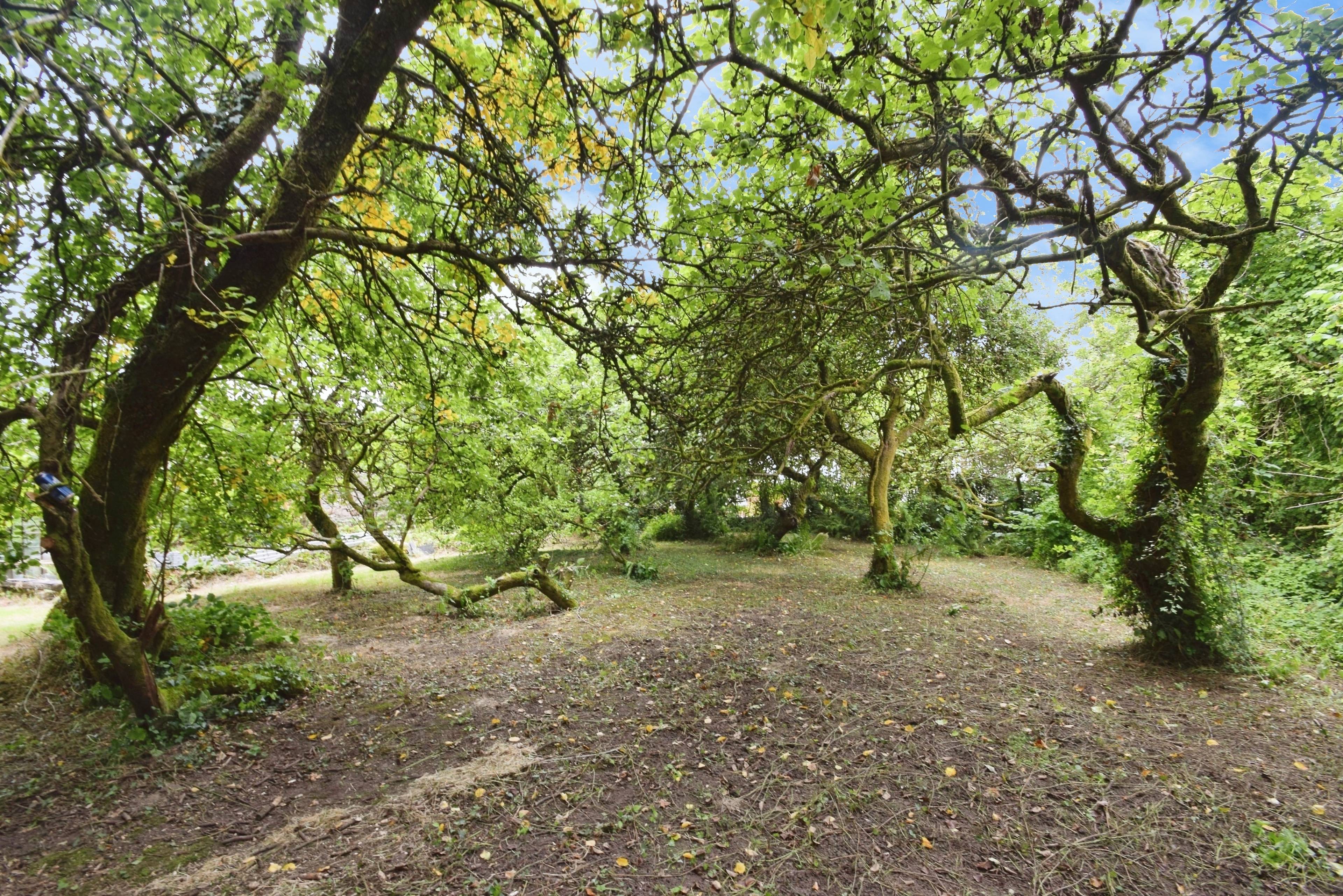 Orchard