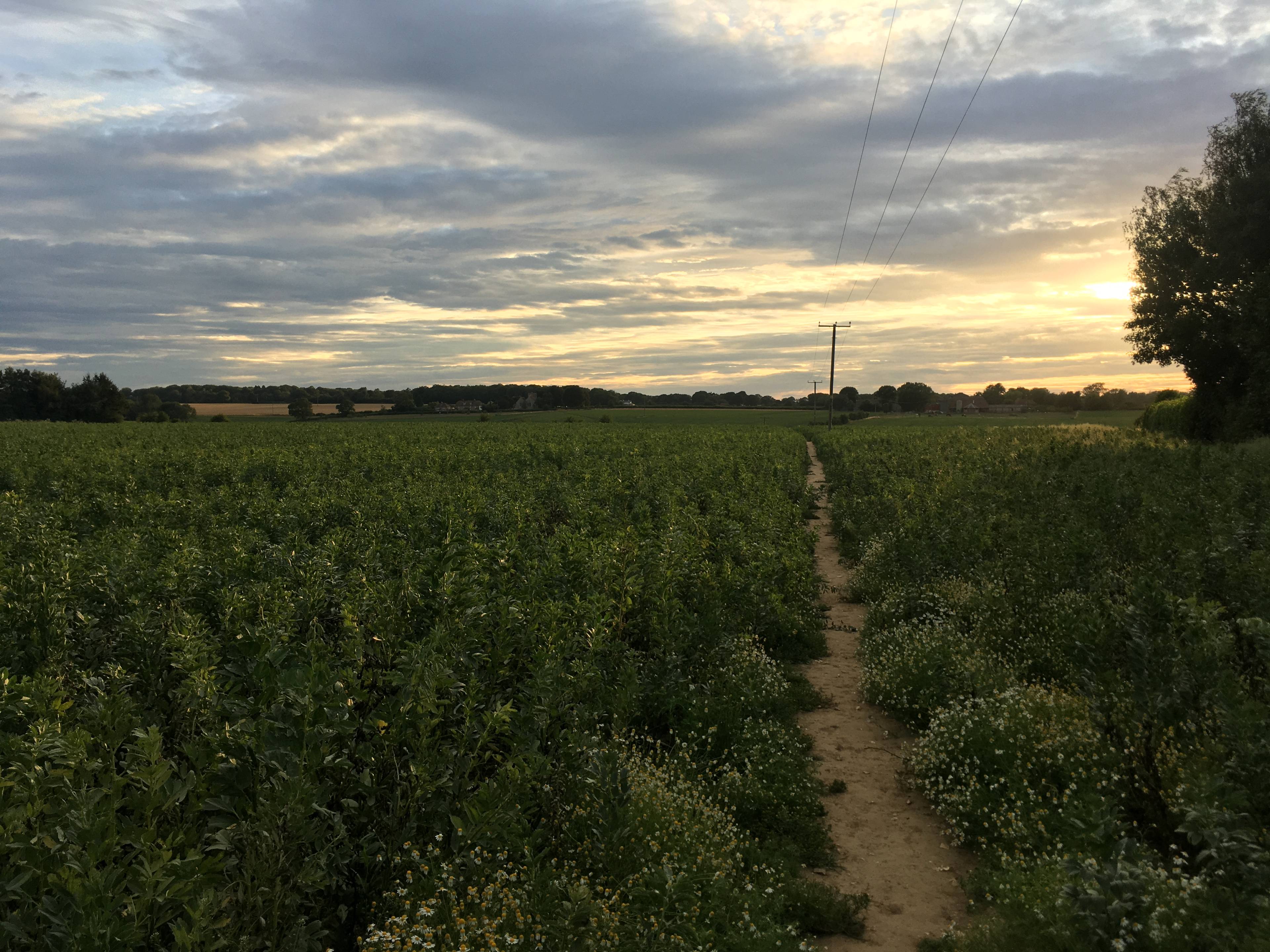 Field