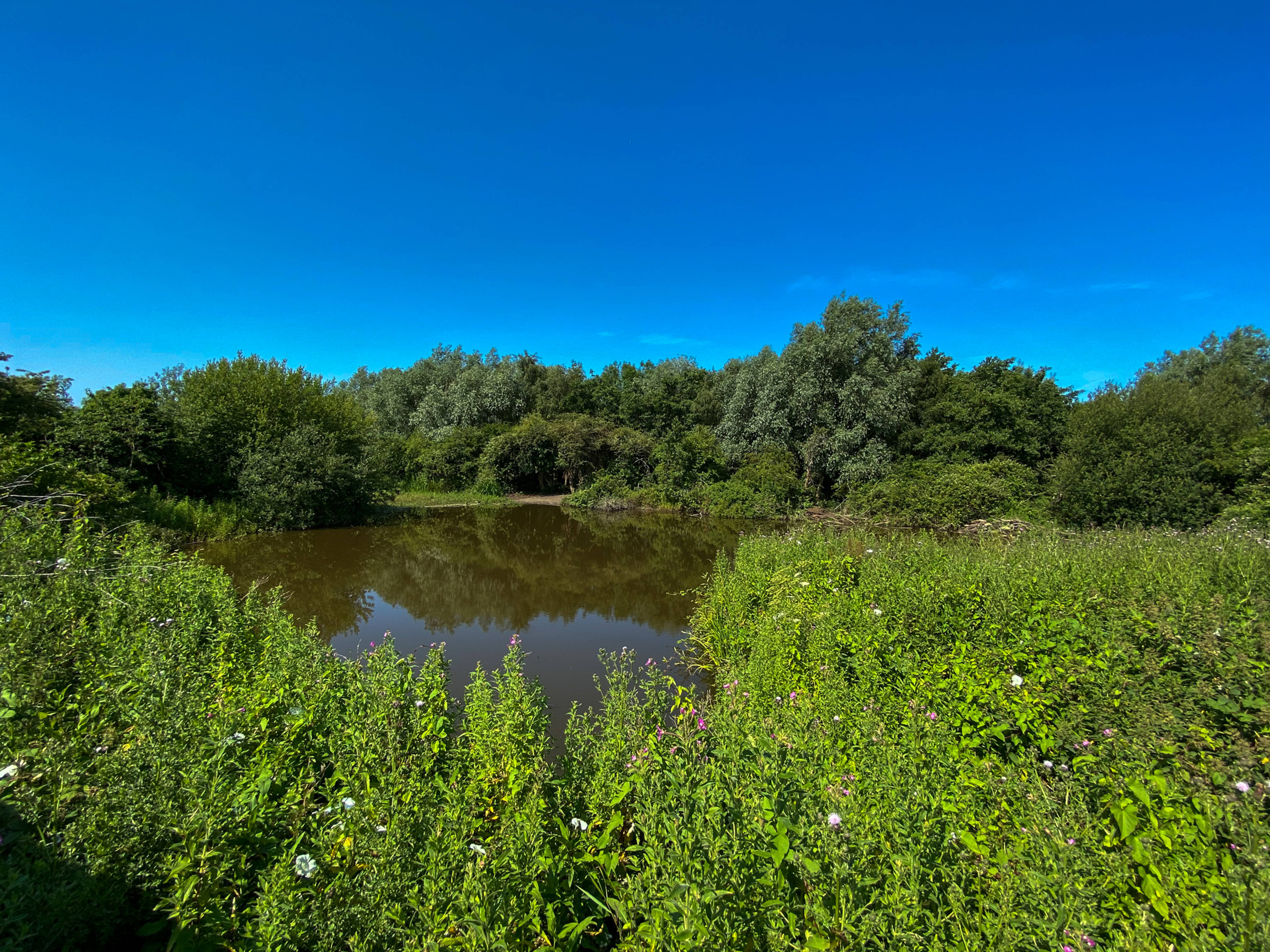 Pond