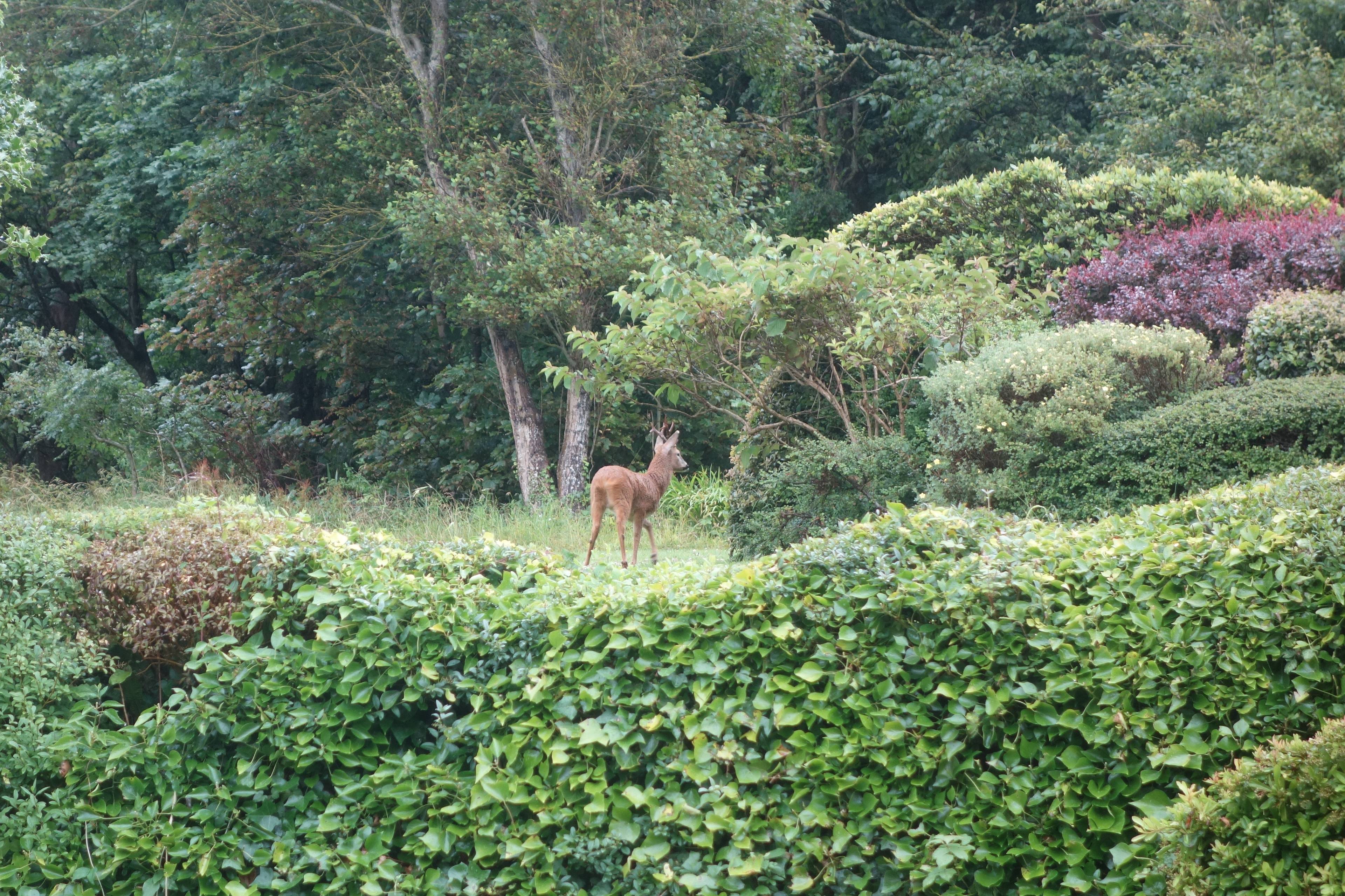 Communal Gardens