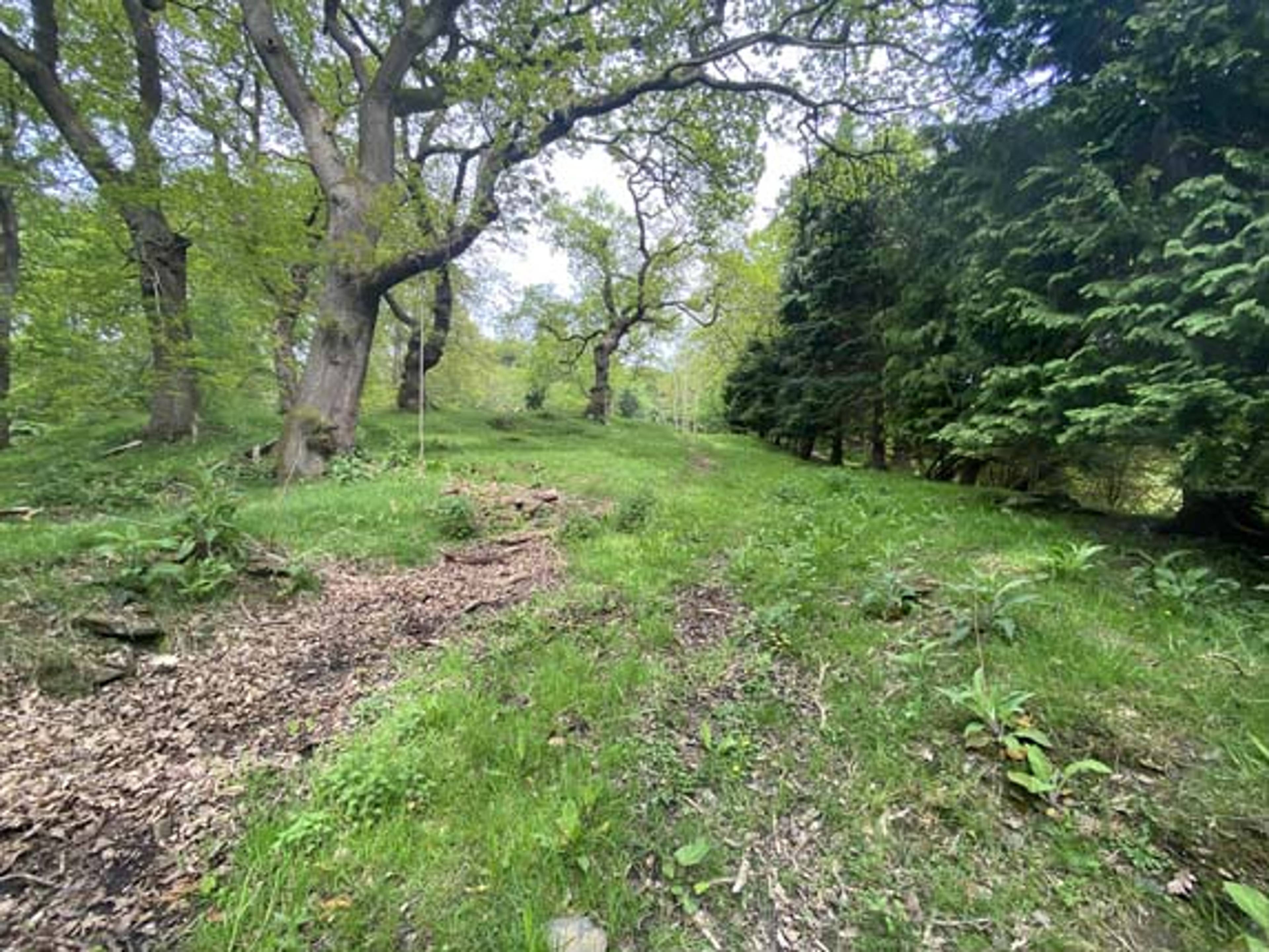 Woodland