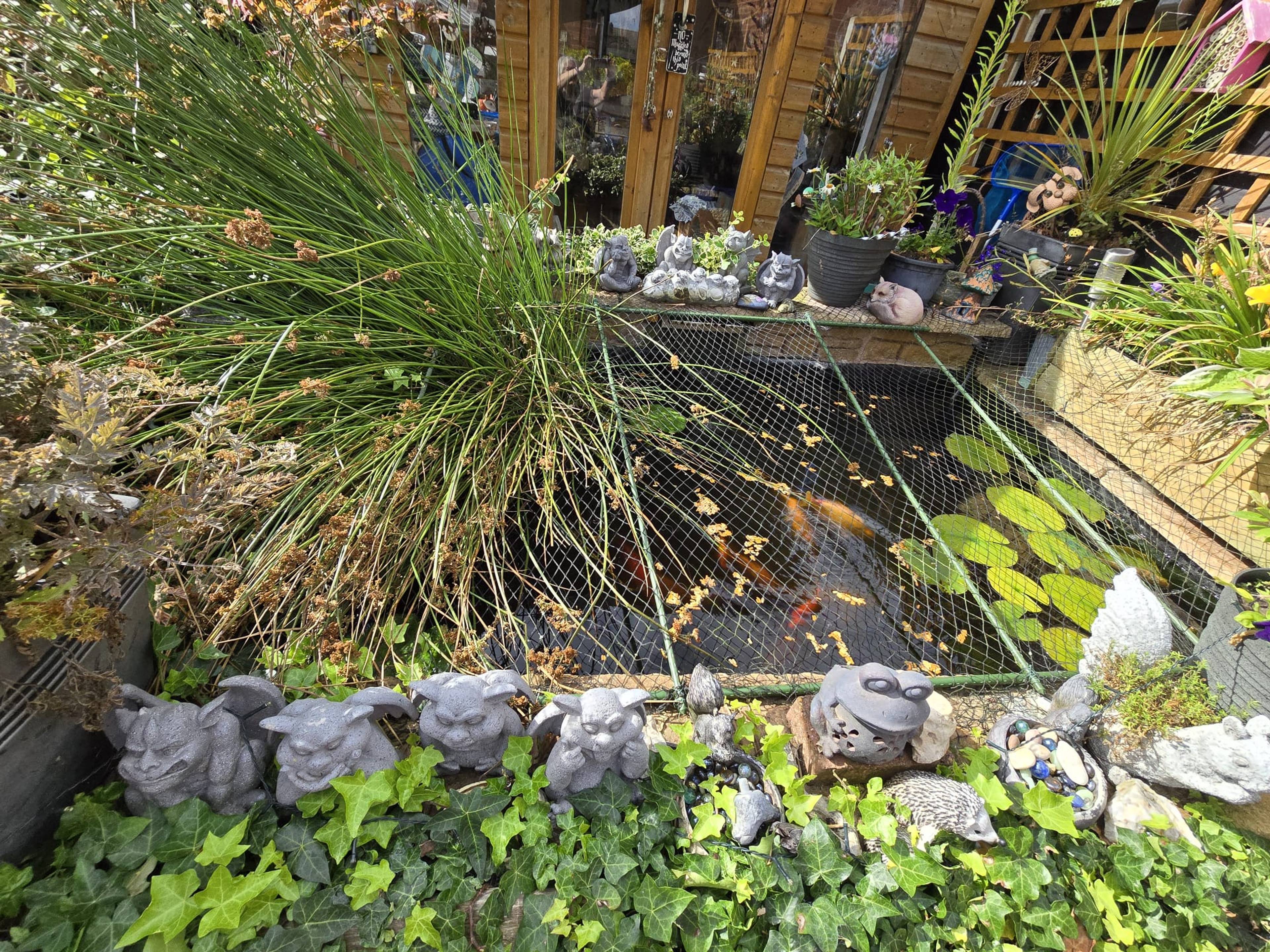 Pond