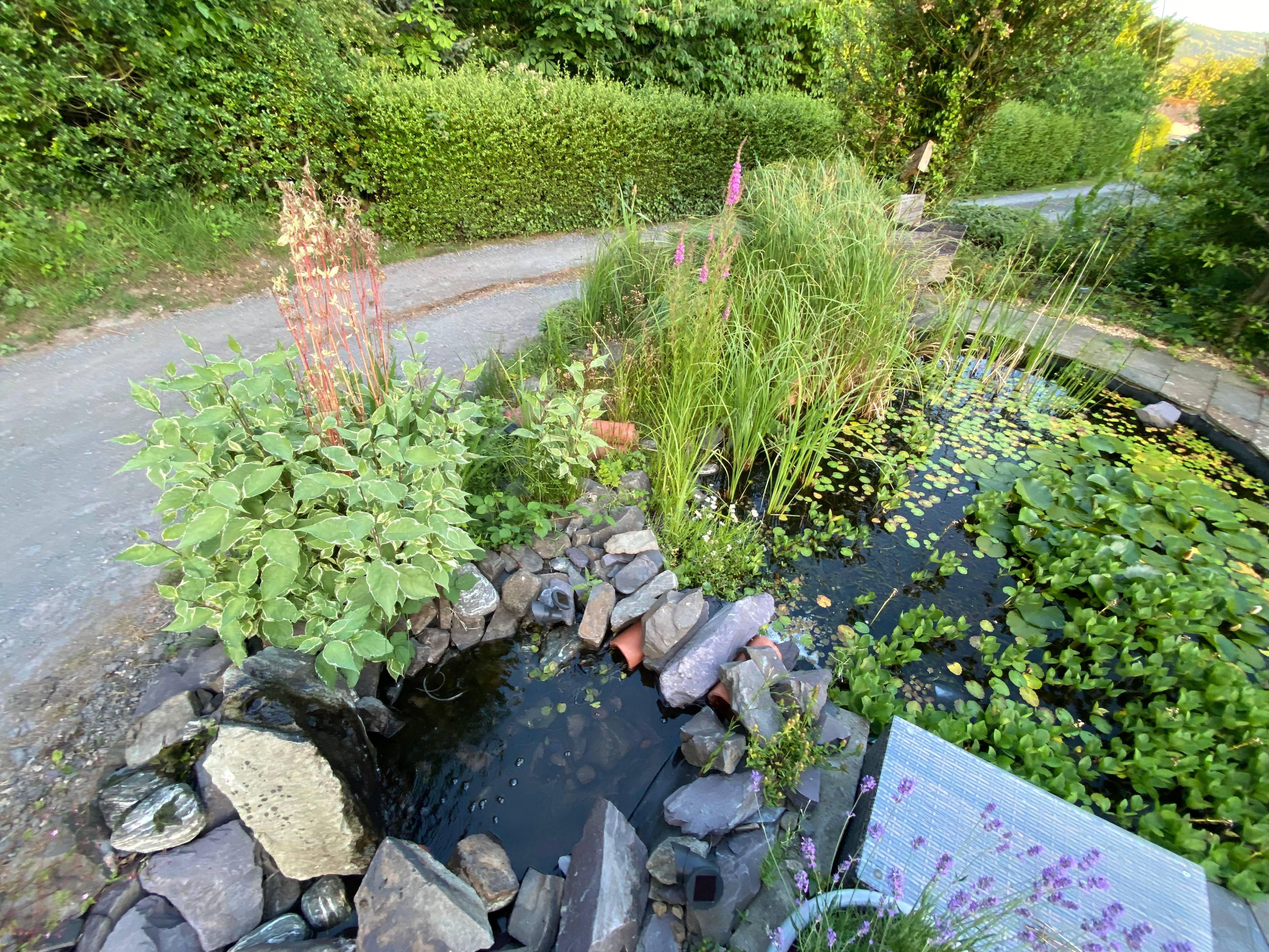 Pond