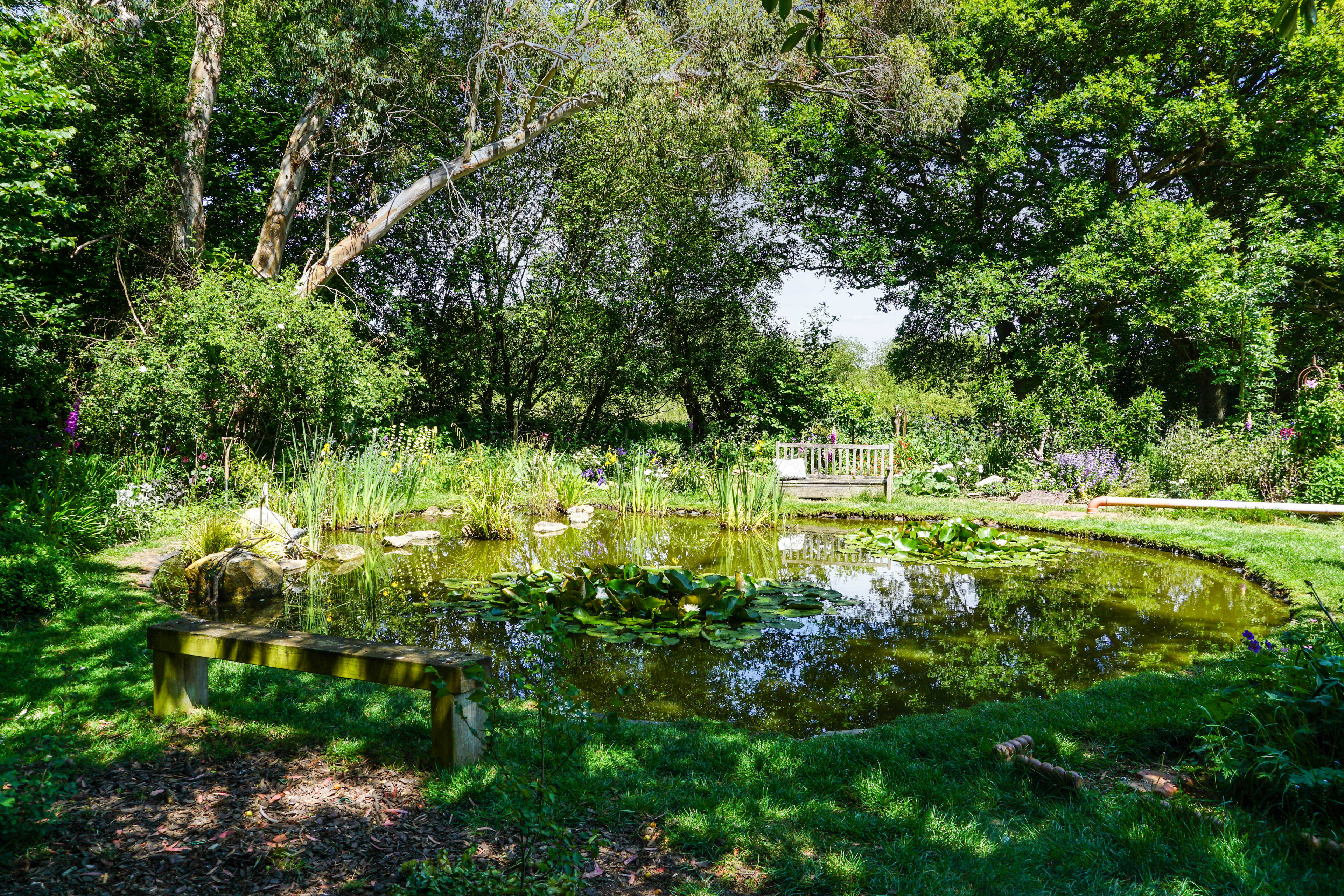 Pond