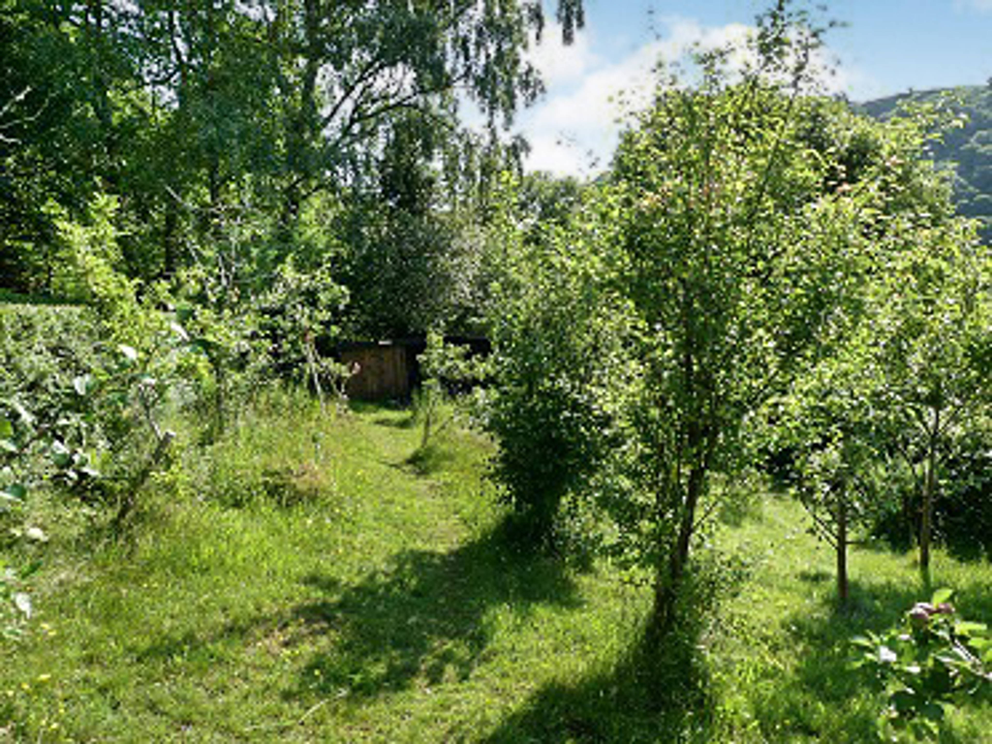 Orchard