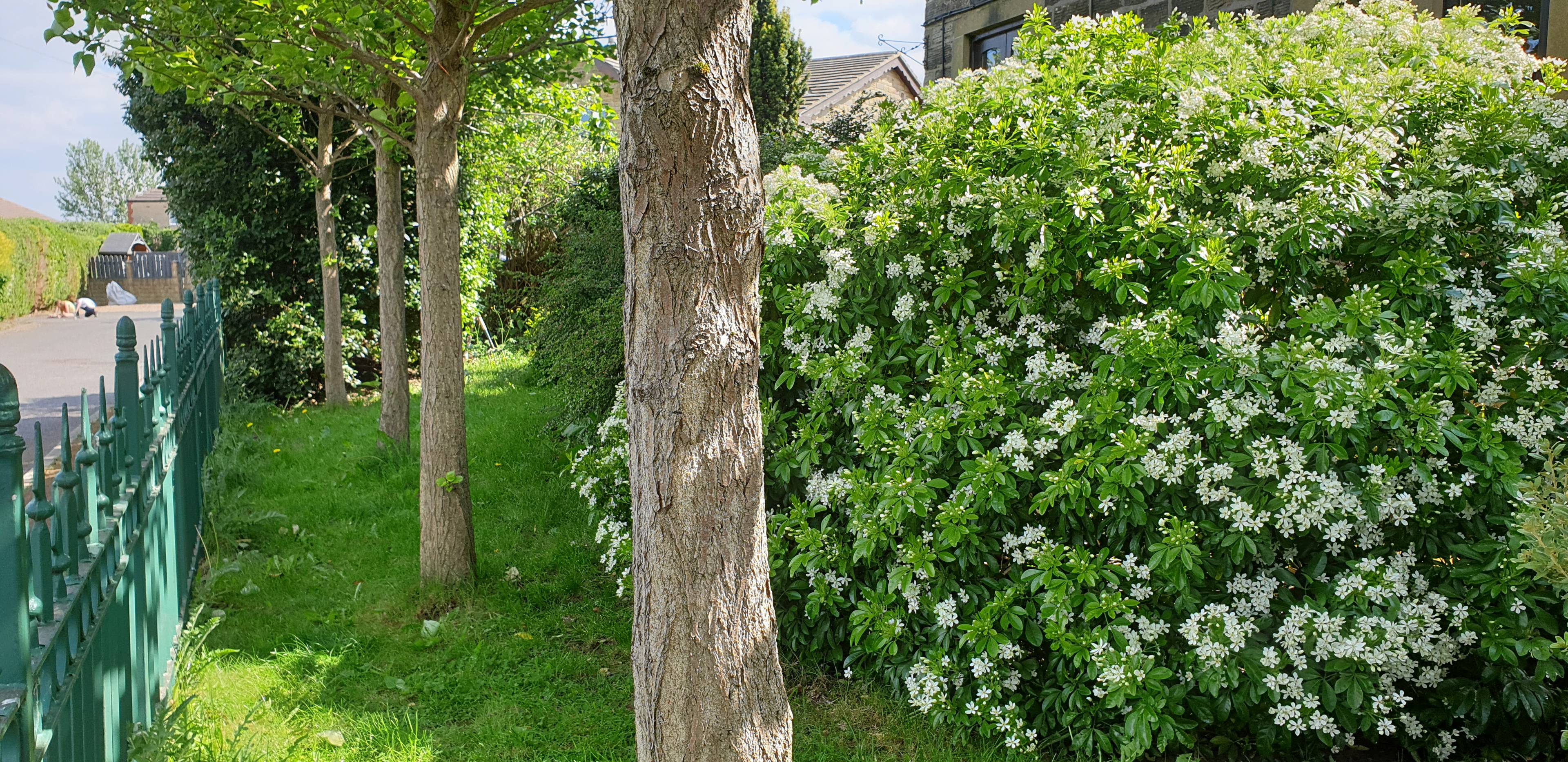 Side Garden