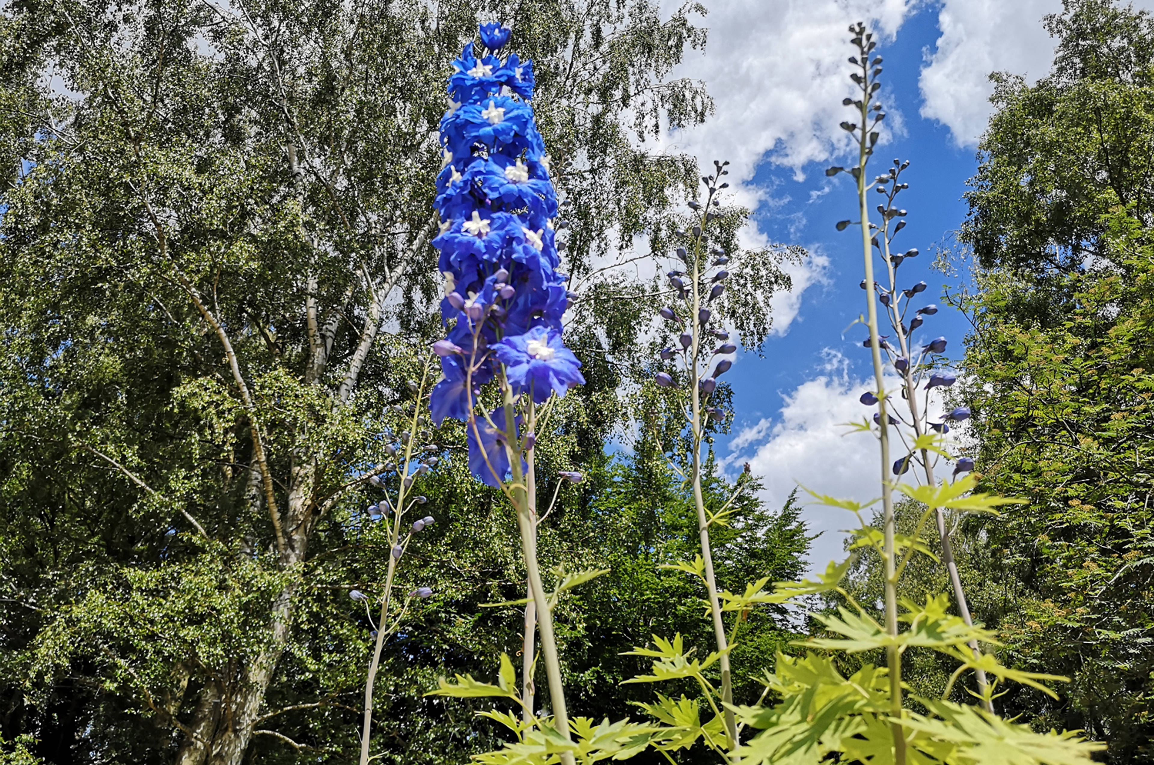 Mature Garden