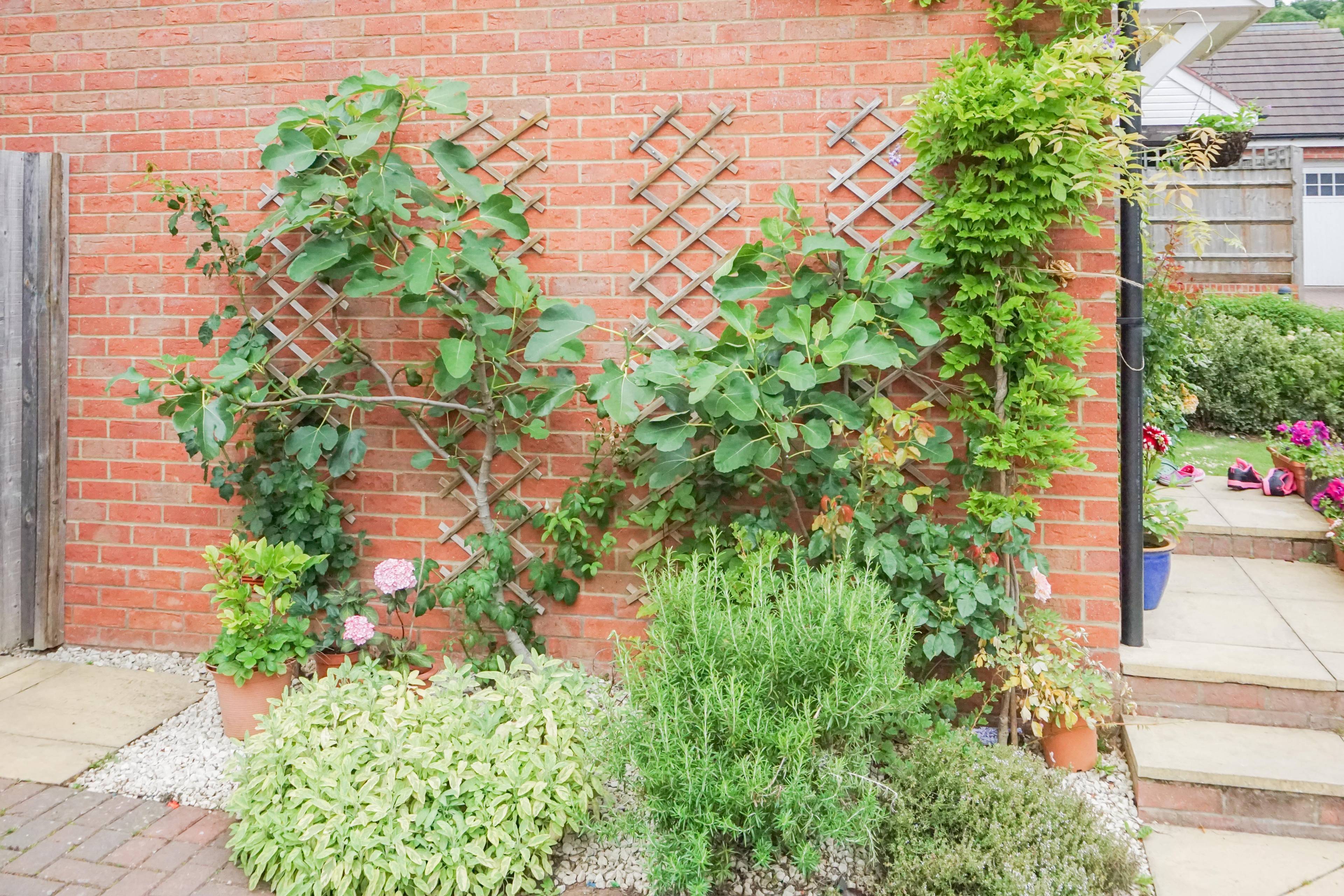 Side Garden