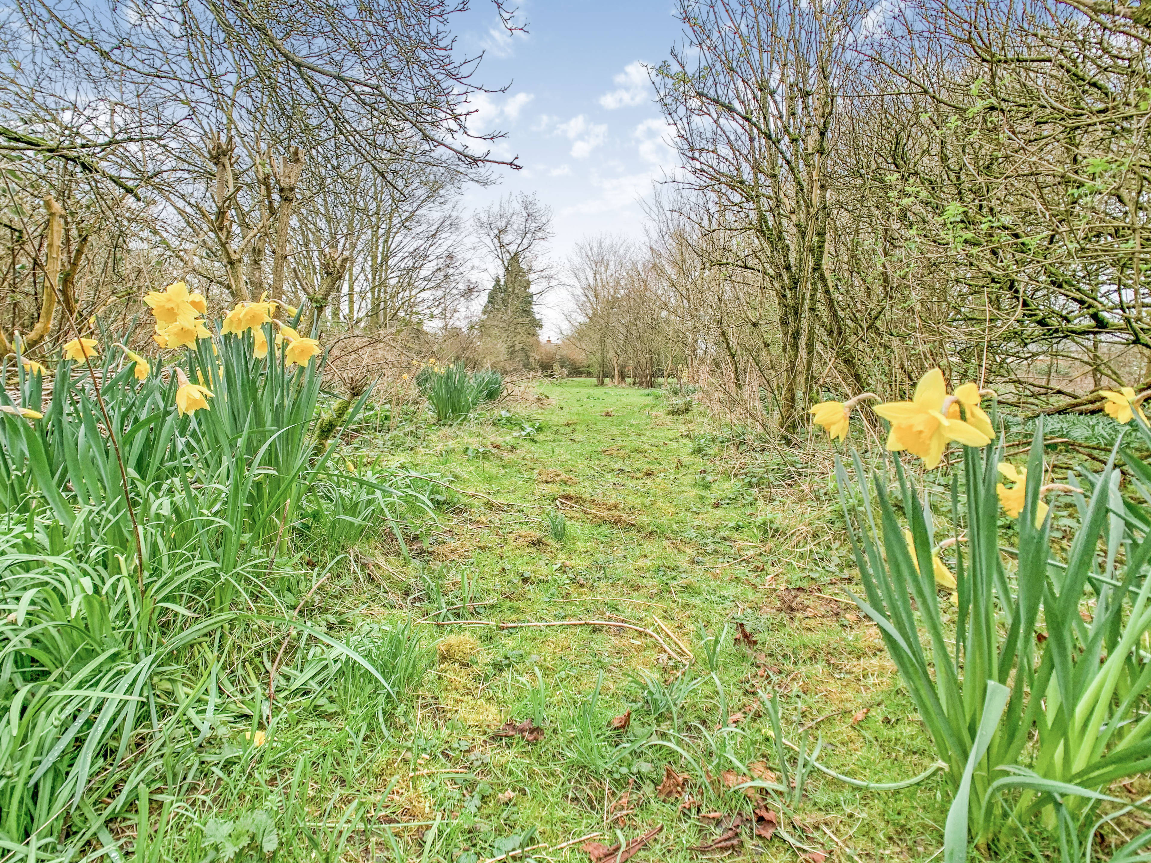 Woodland