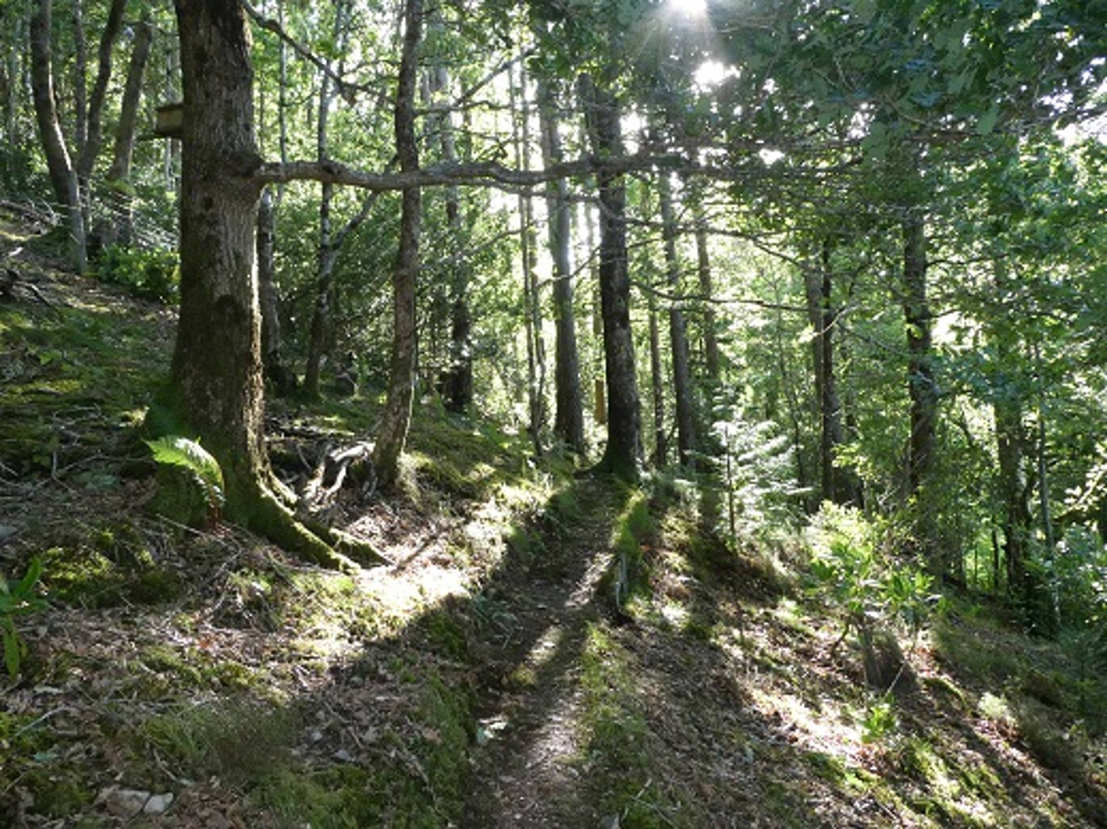 Woodland