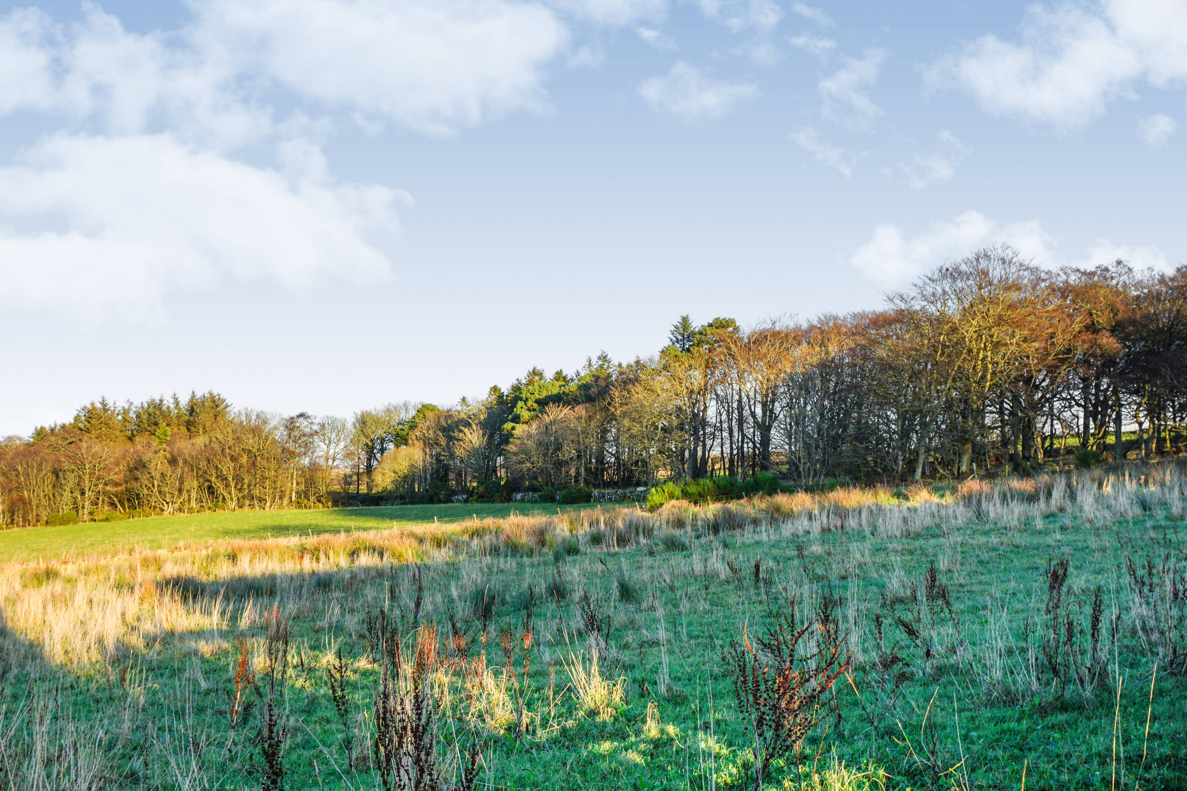 Woodland