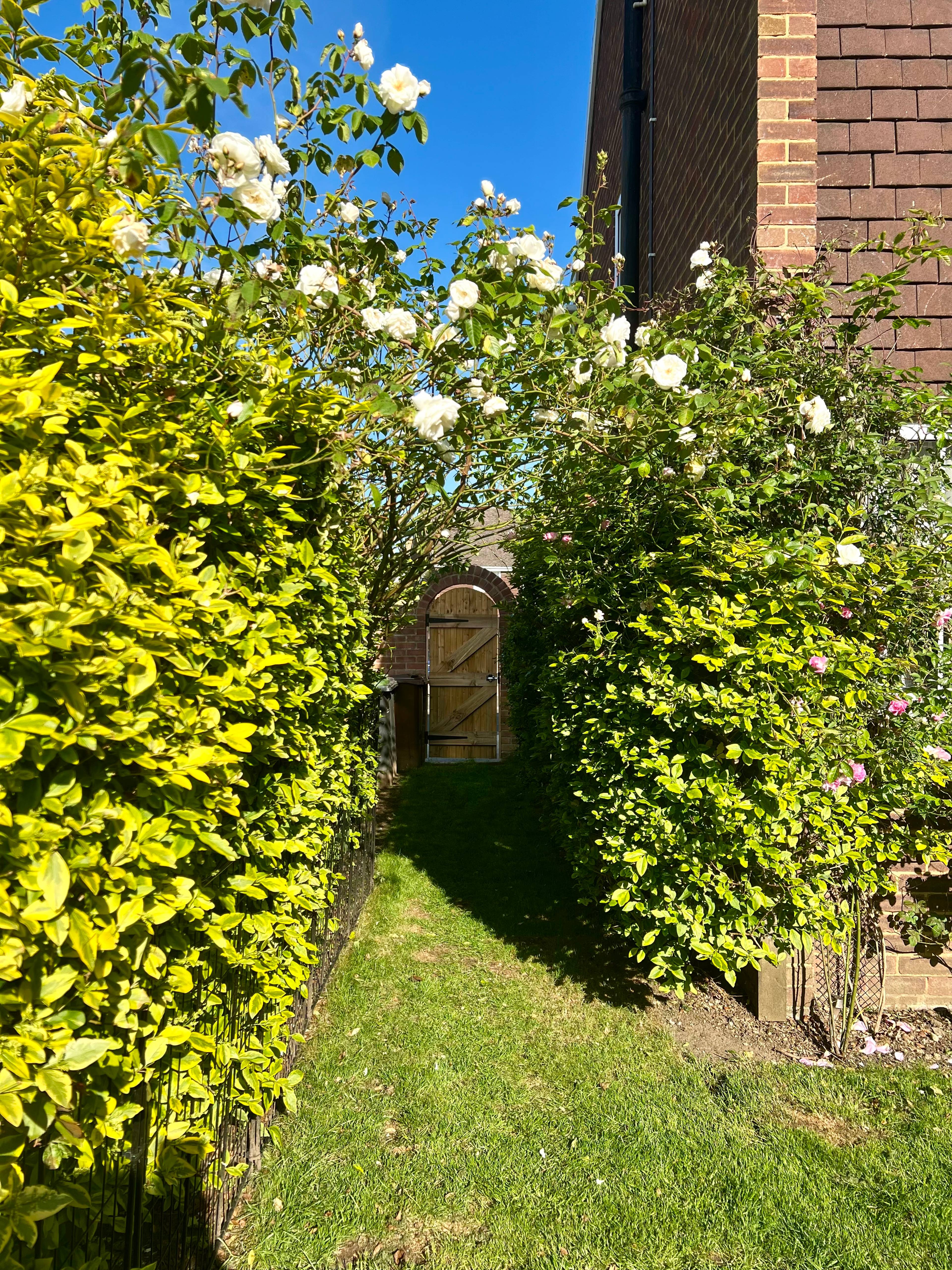 Side Garden