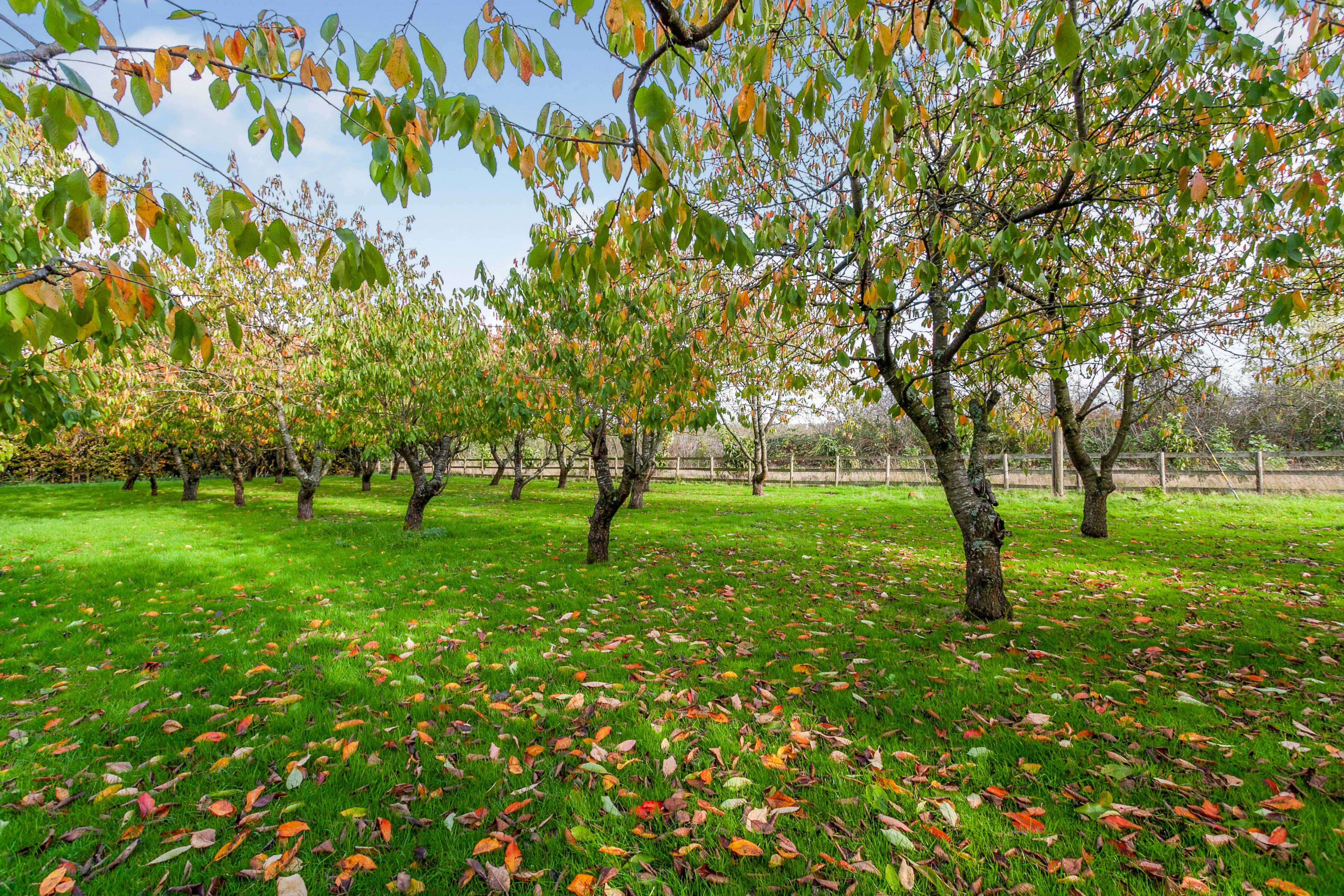 Orchard