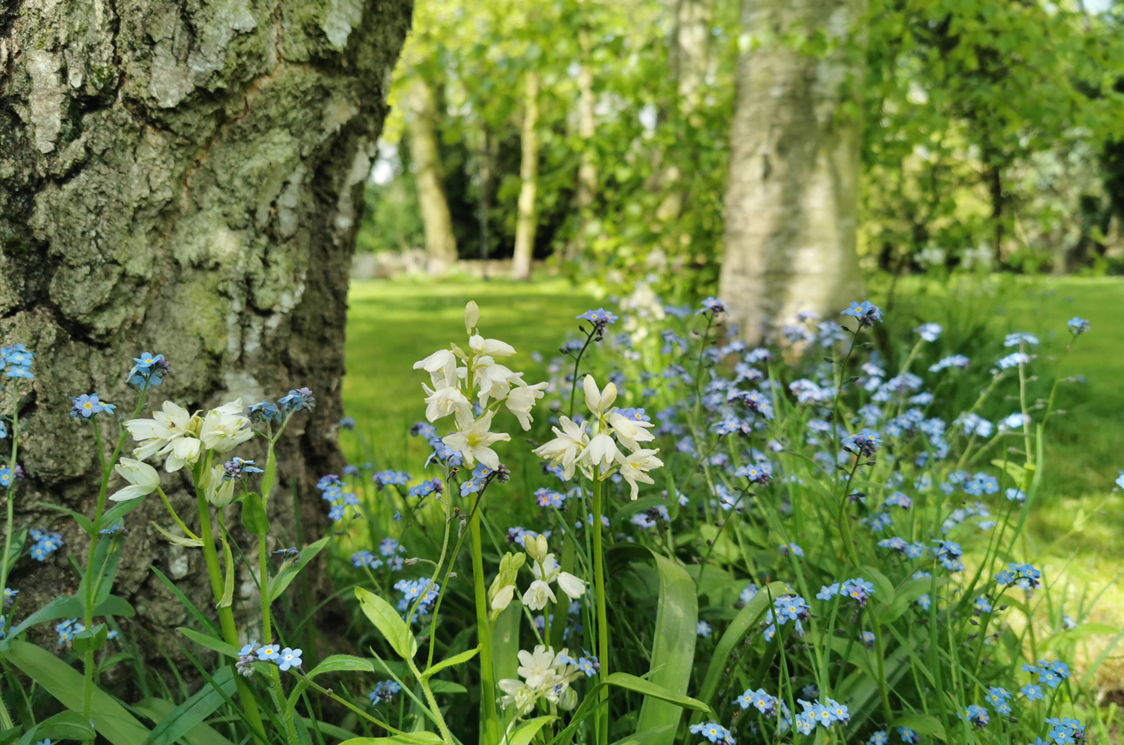 Mature Garden