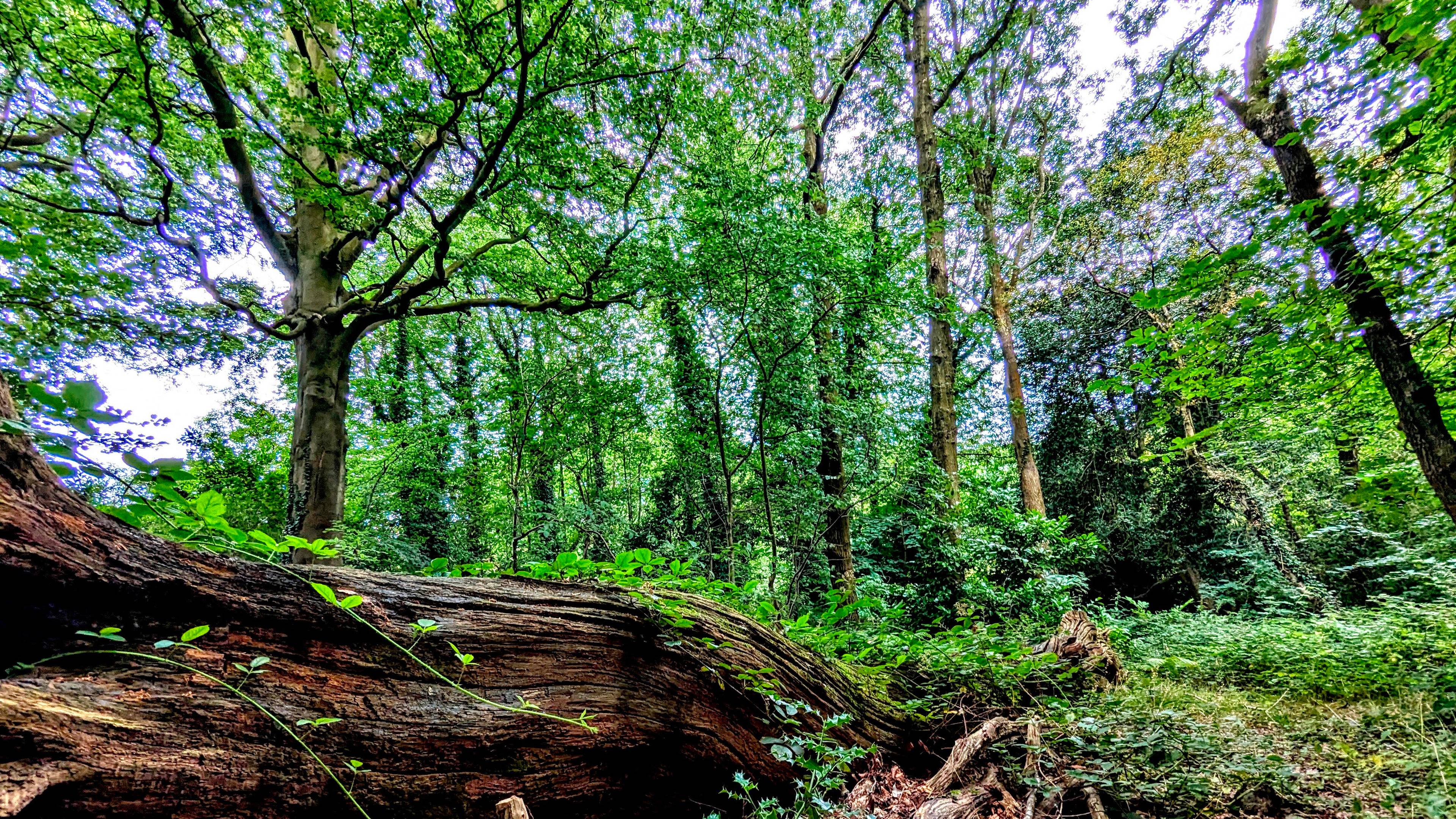 Woodland