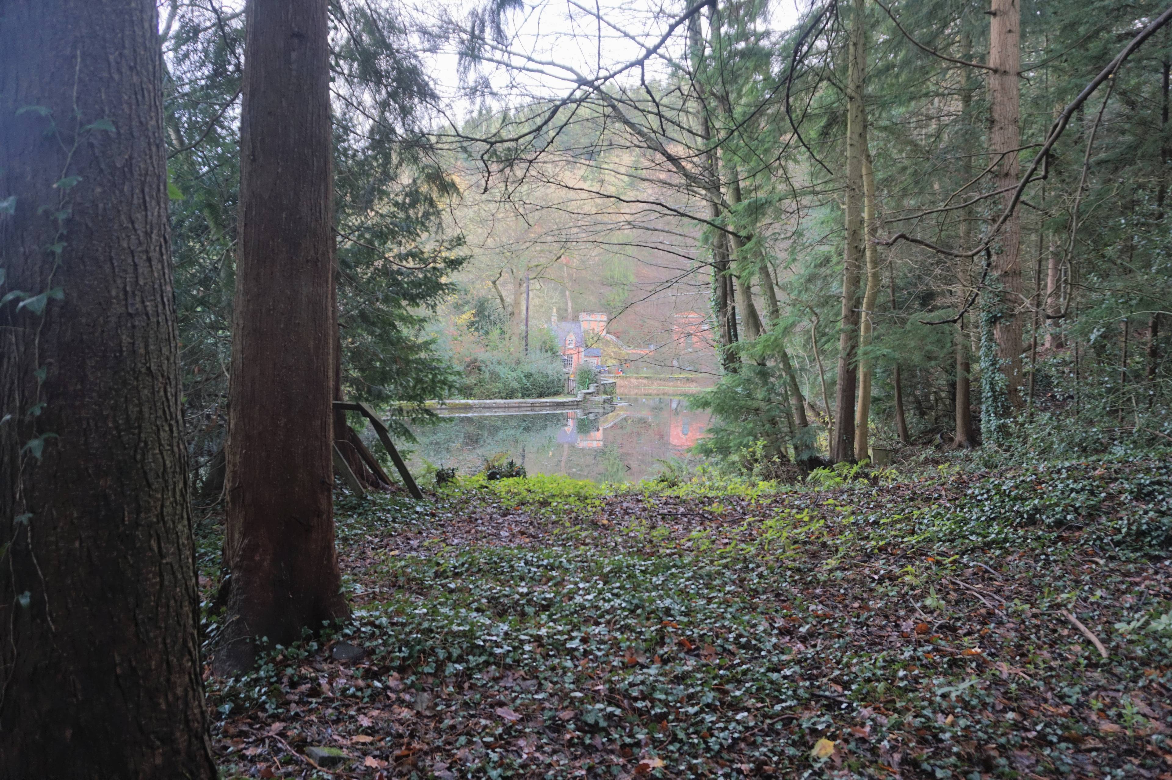 Woodland