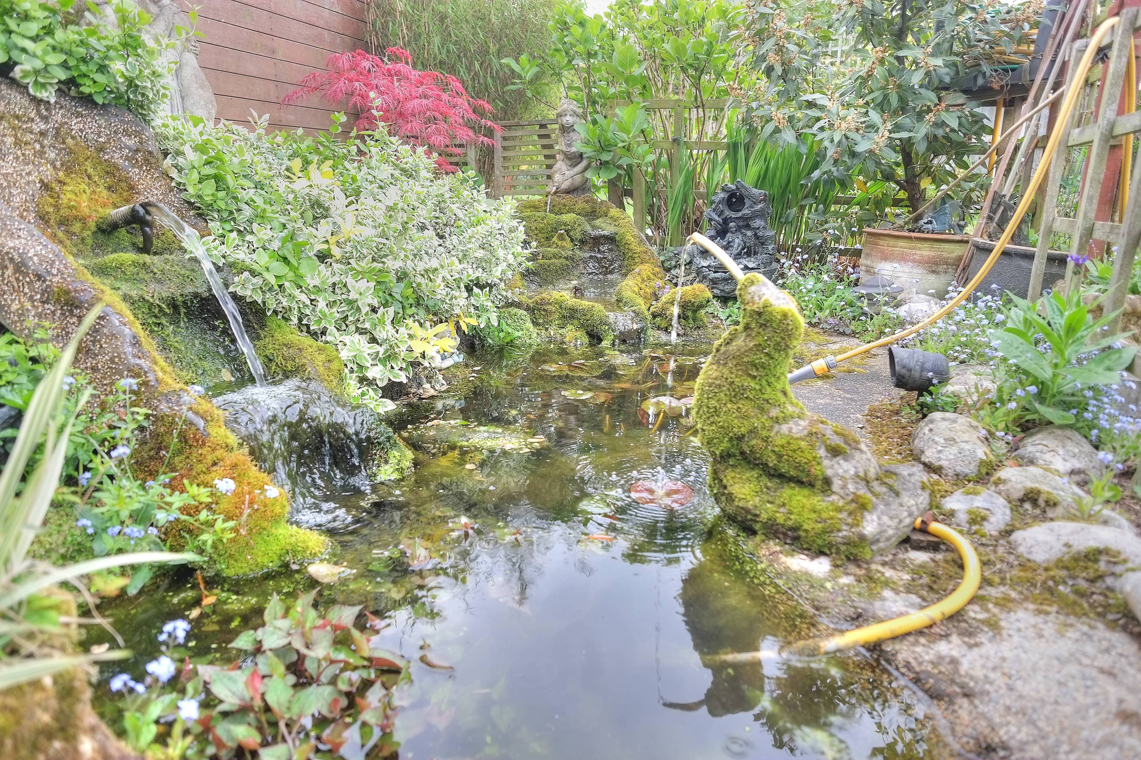 Pond