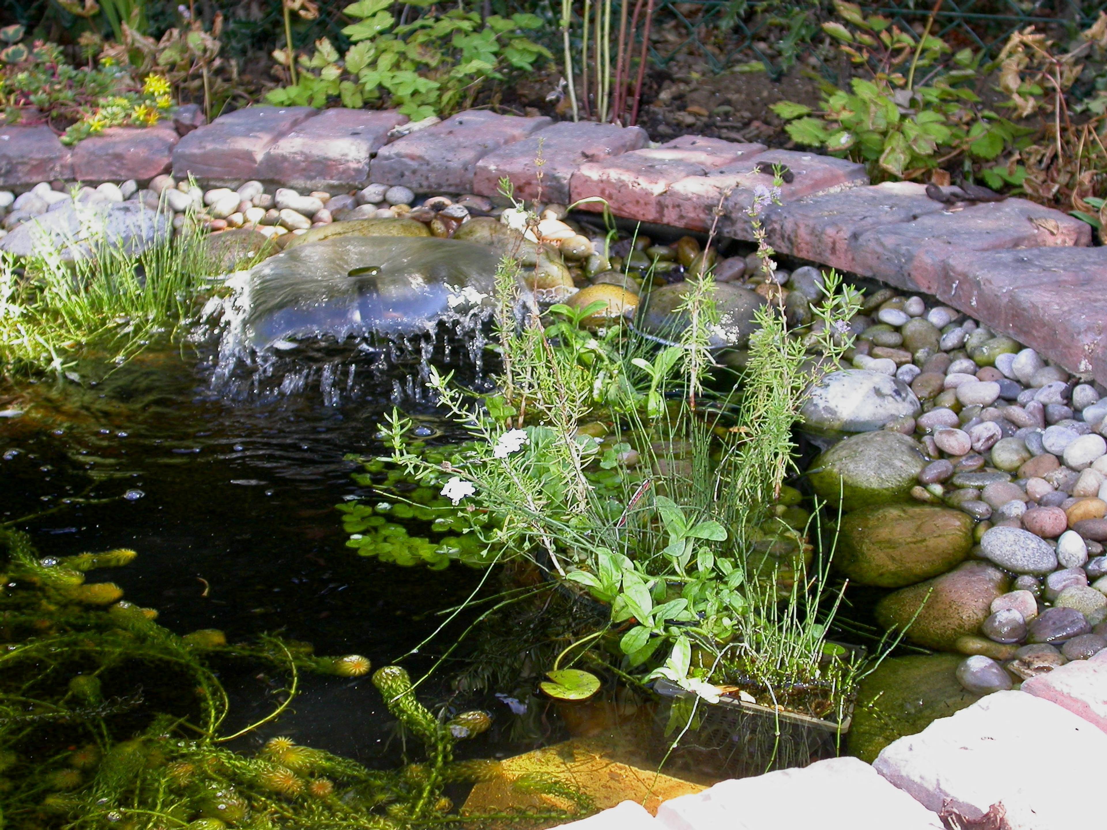 Pond