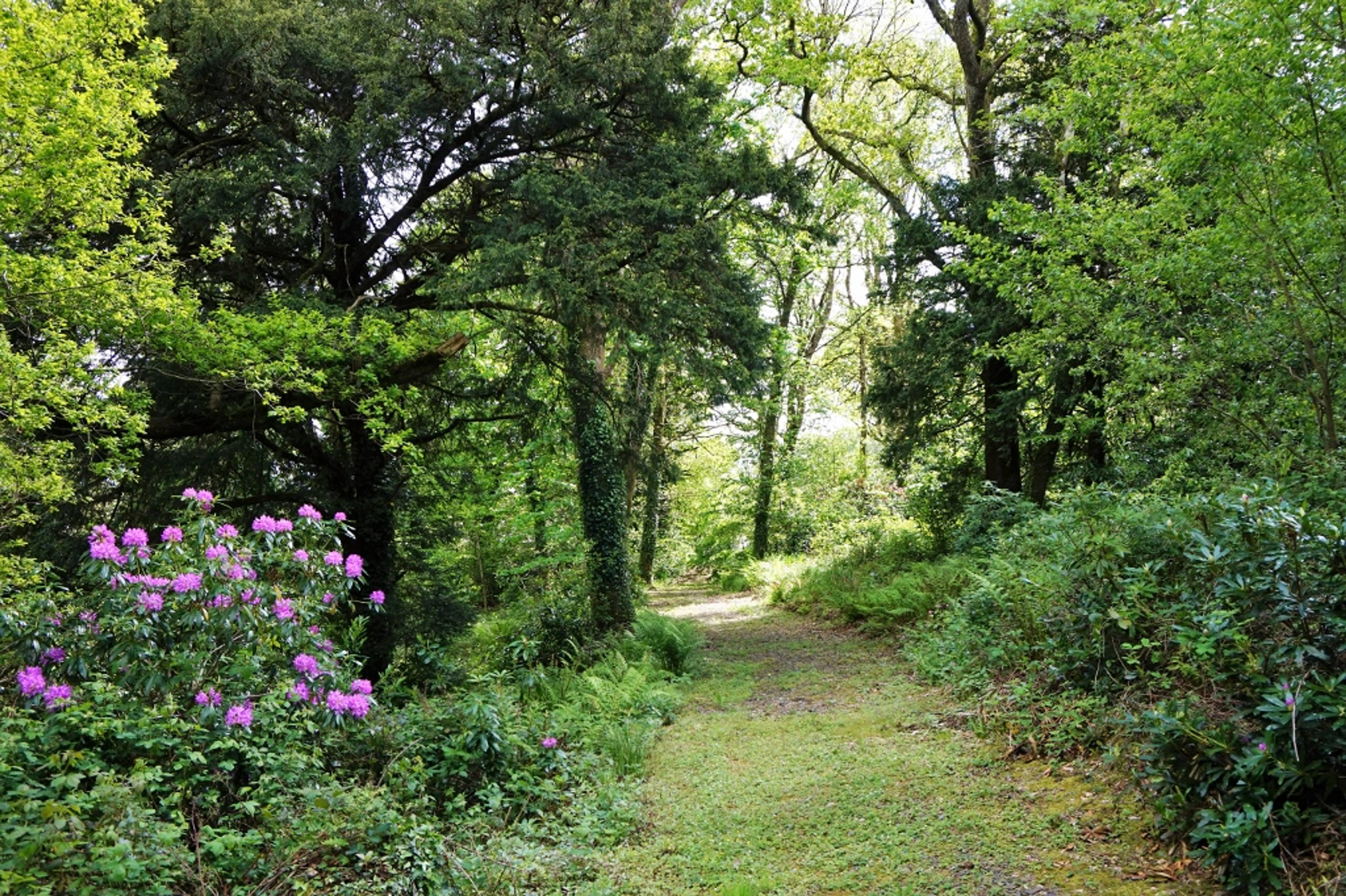 Woodland