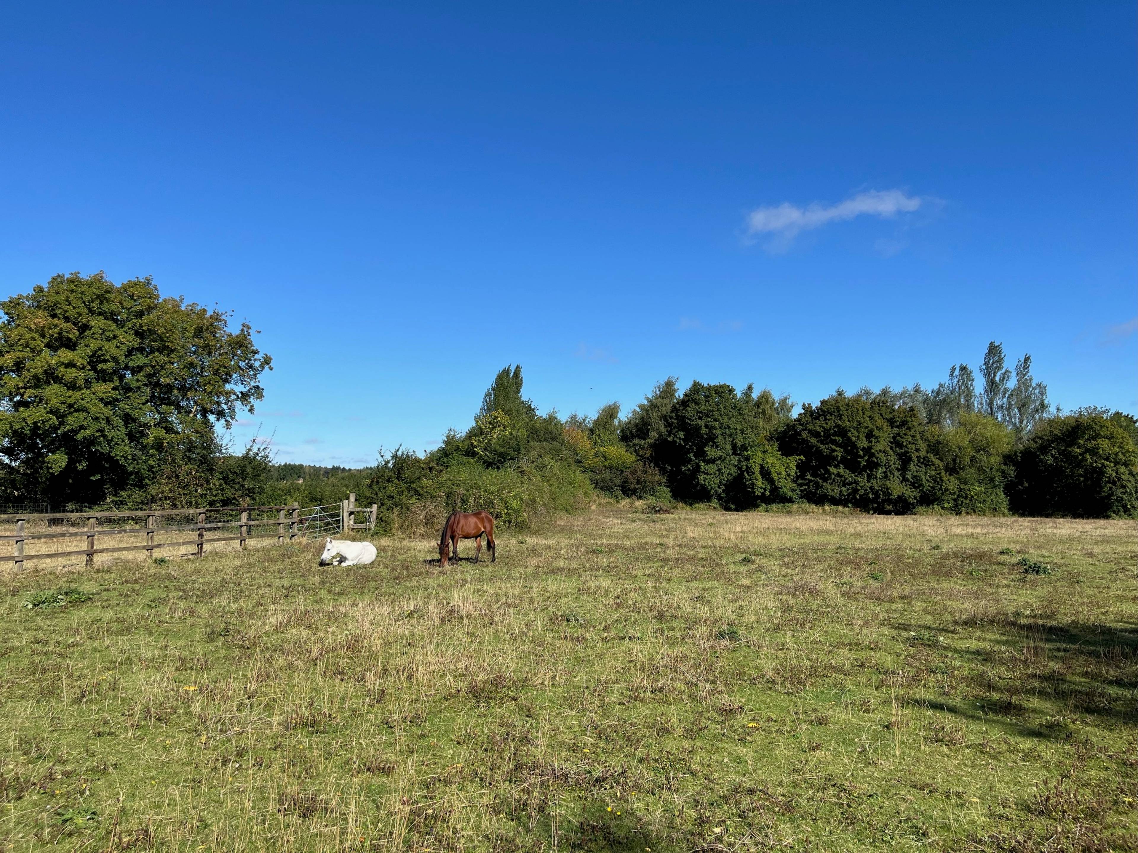 Field