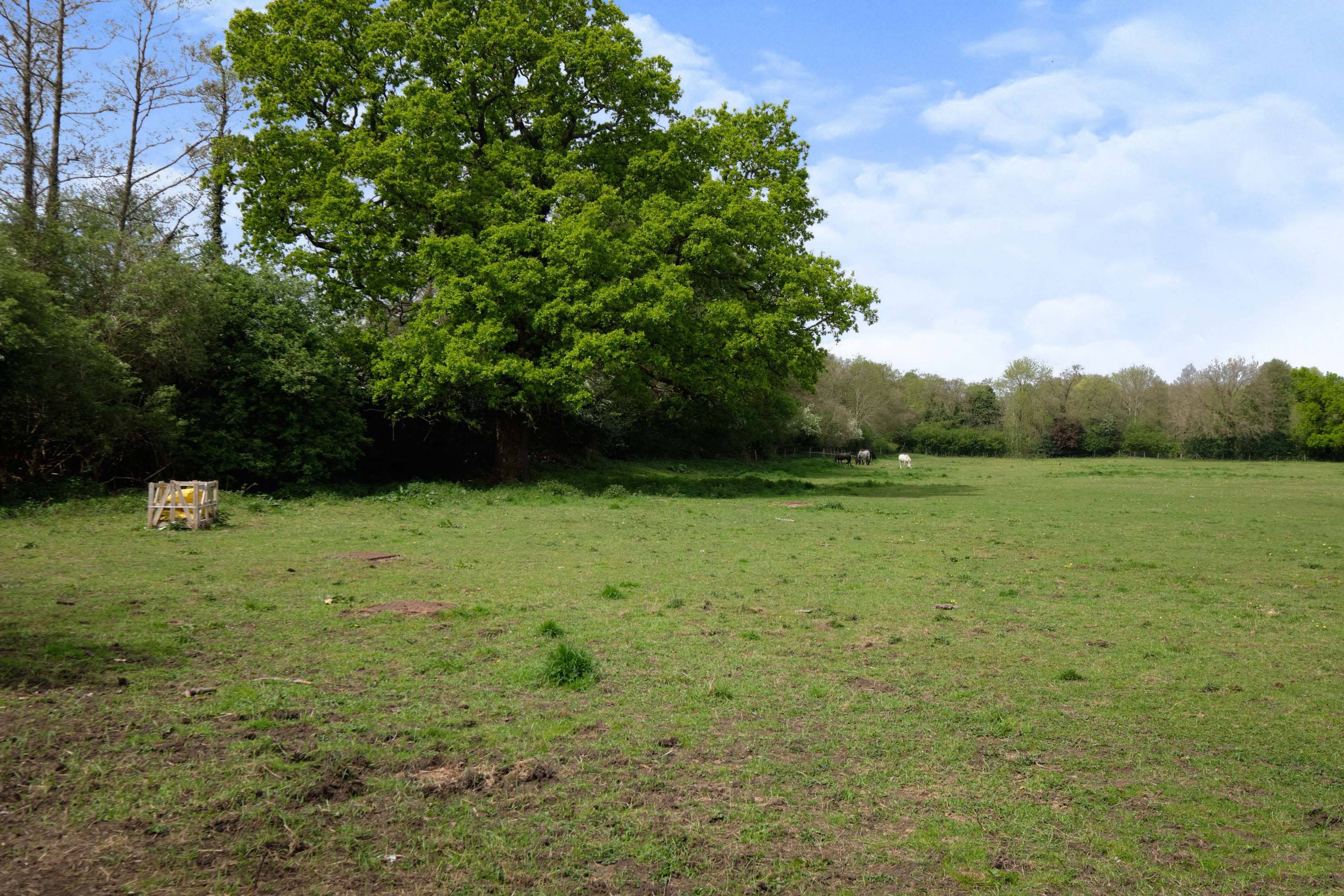 Field