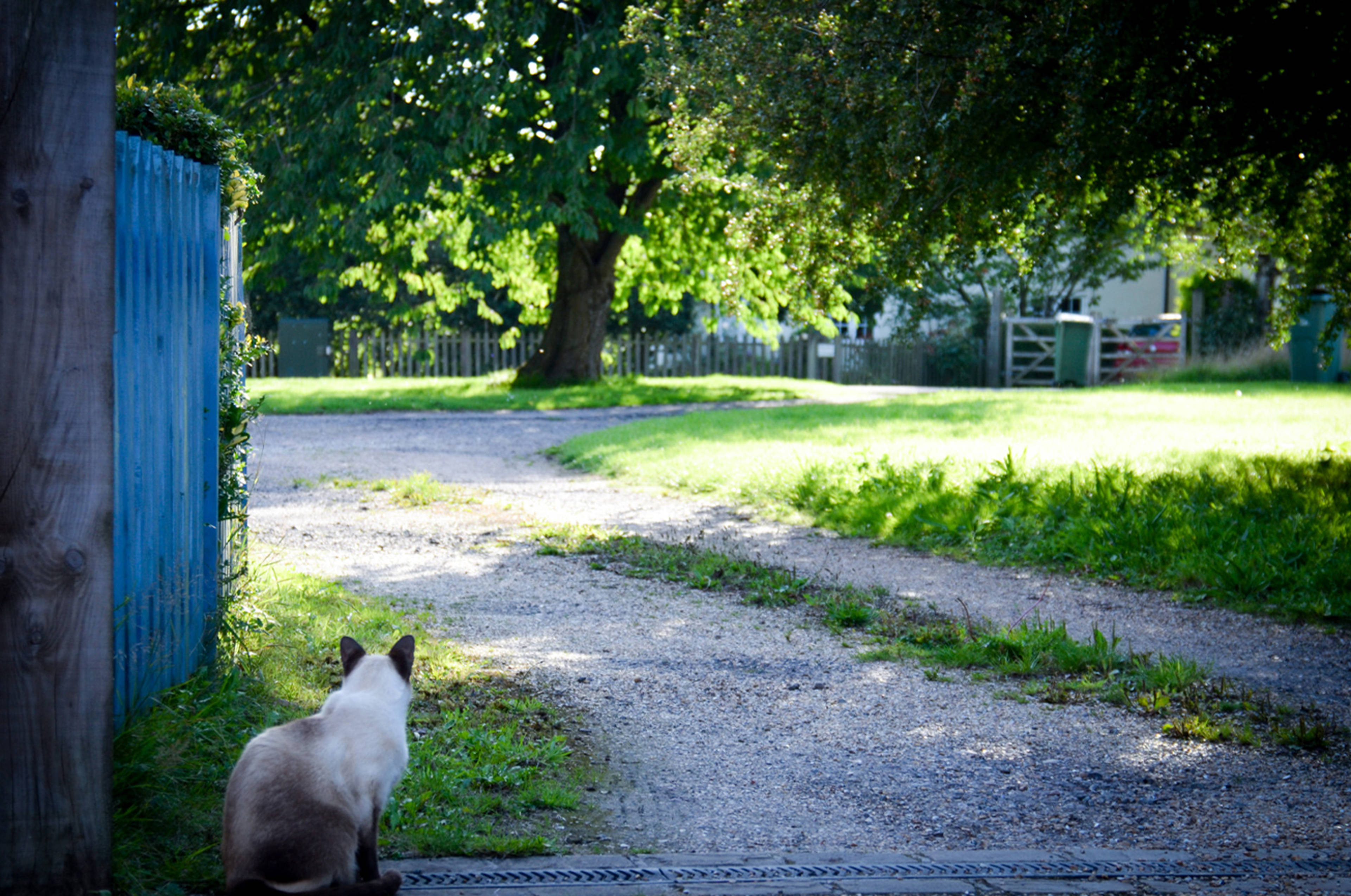 Driveway