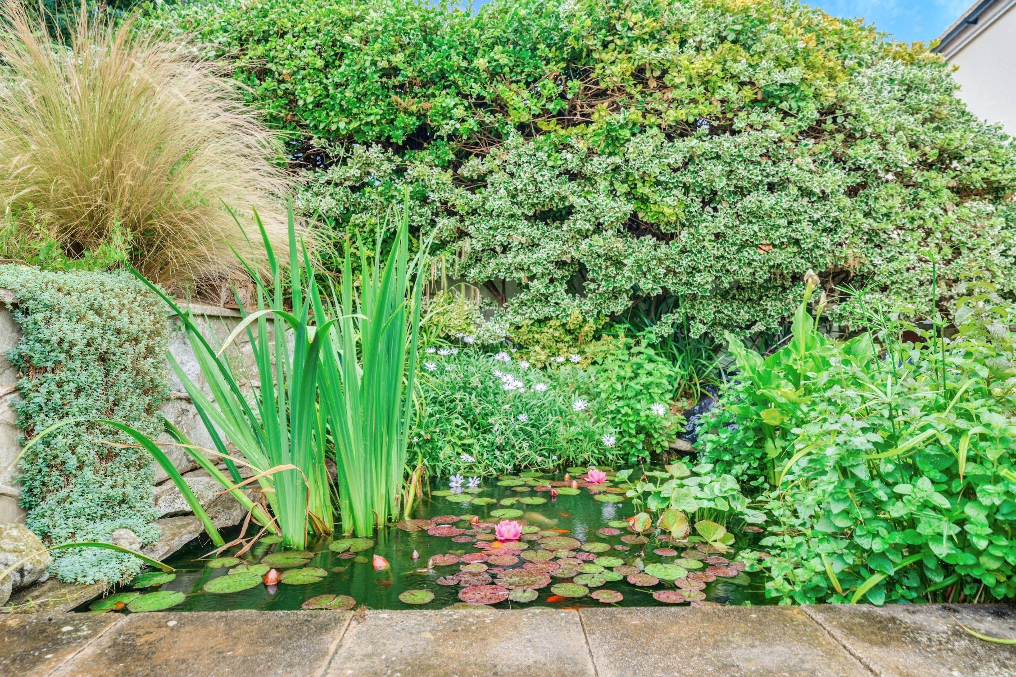 Pond