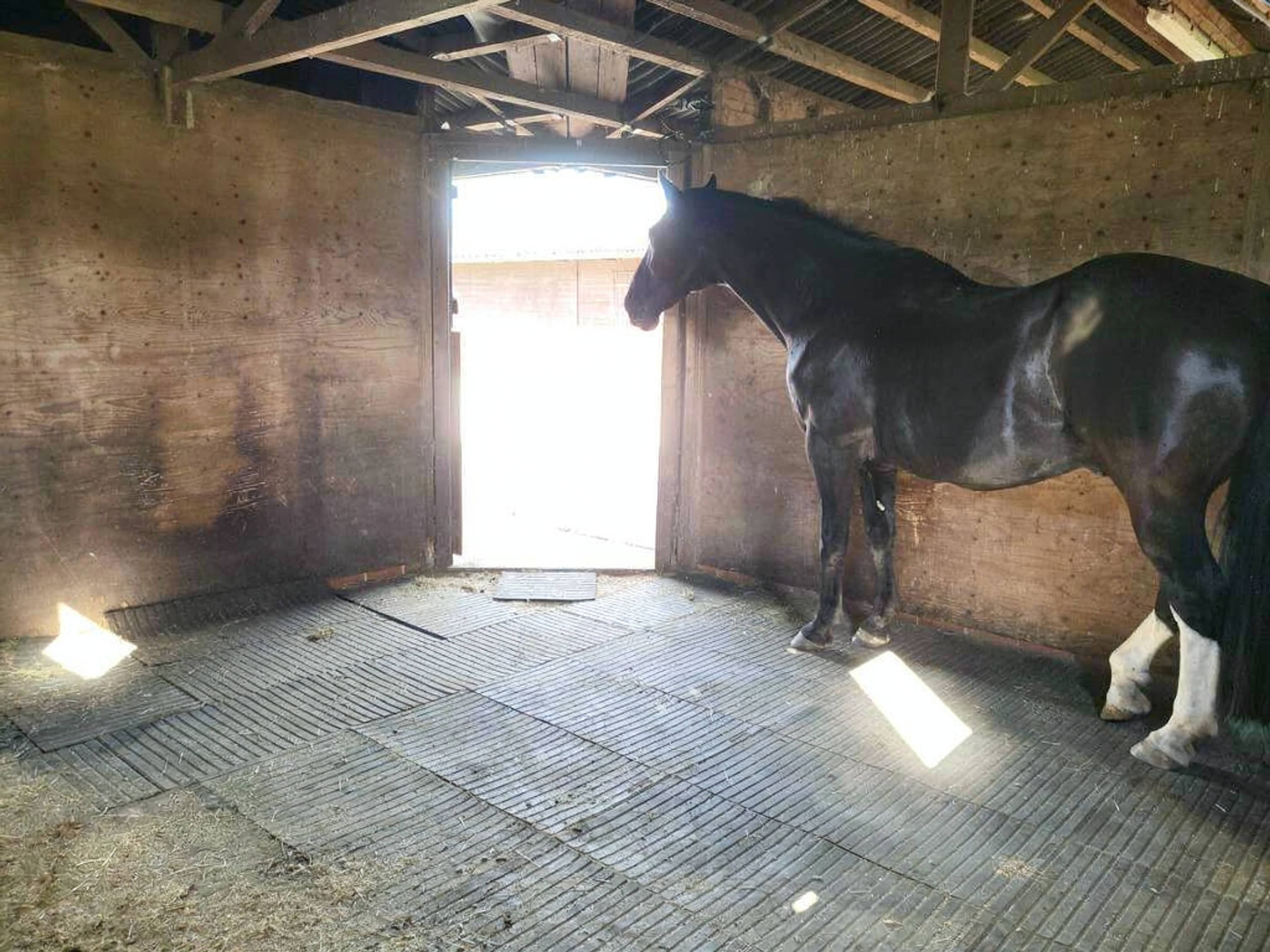 Stables