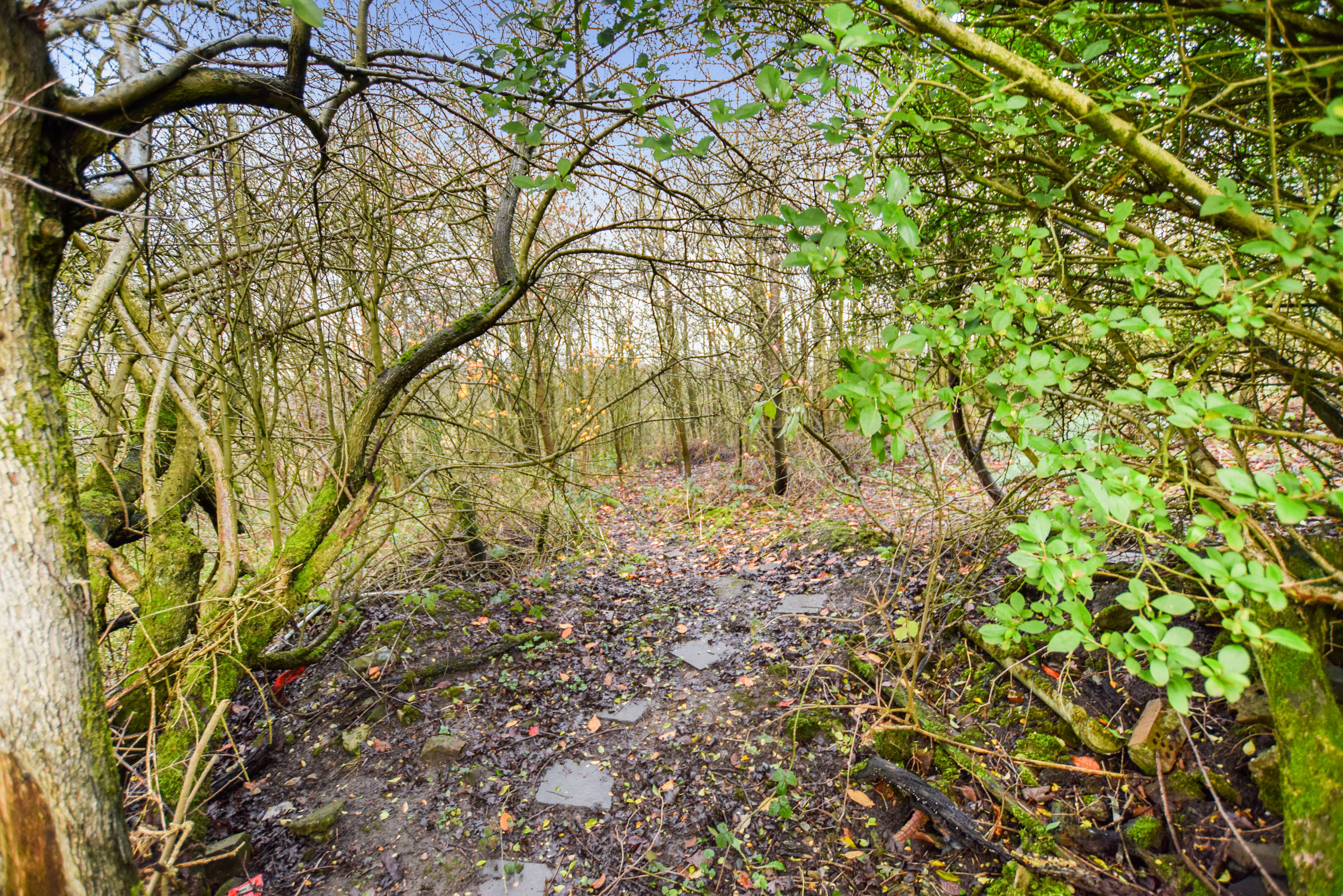 Woodland