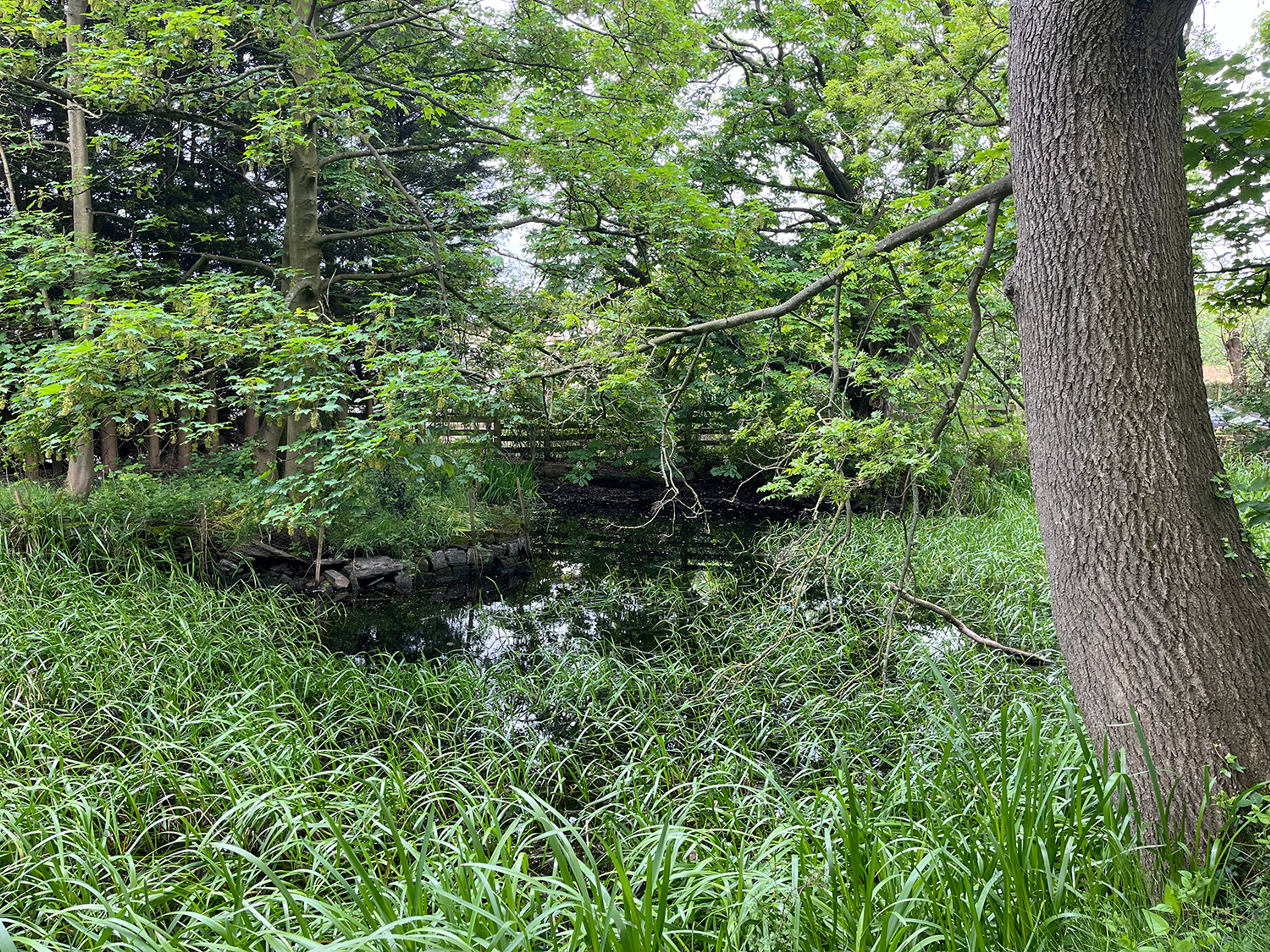 Pond