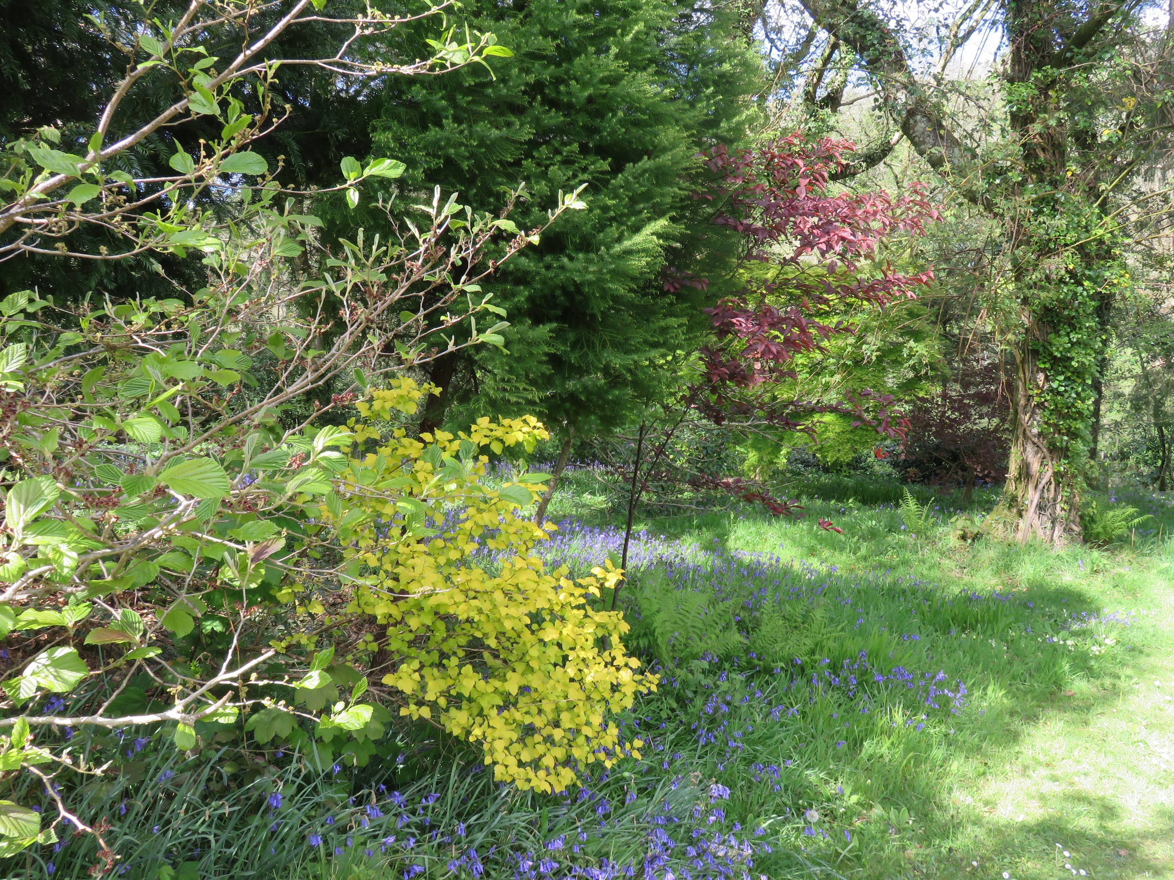 Woodland