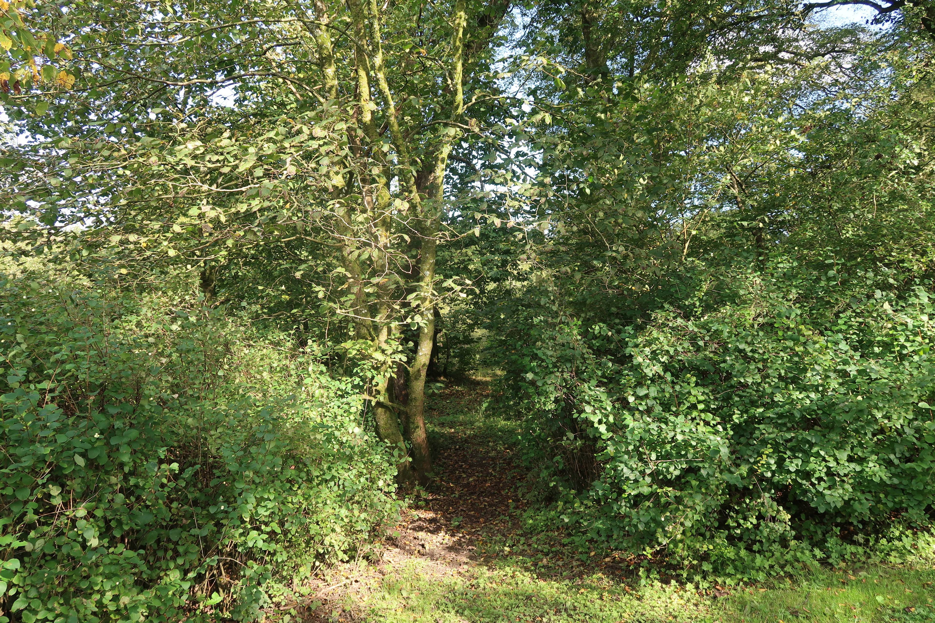 Woodland