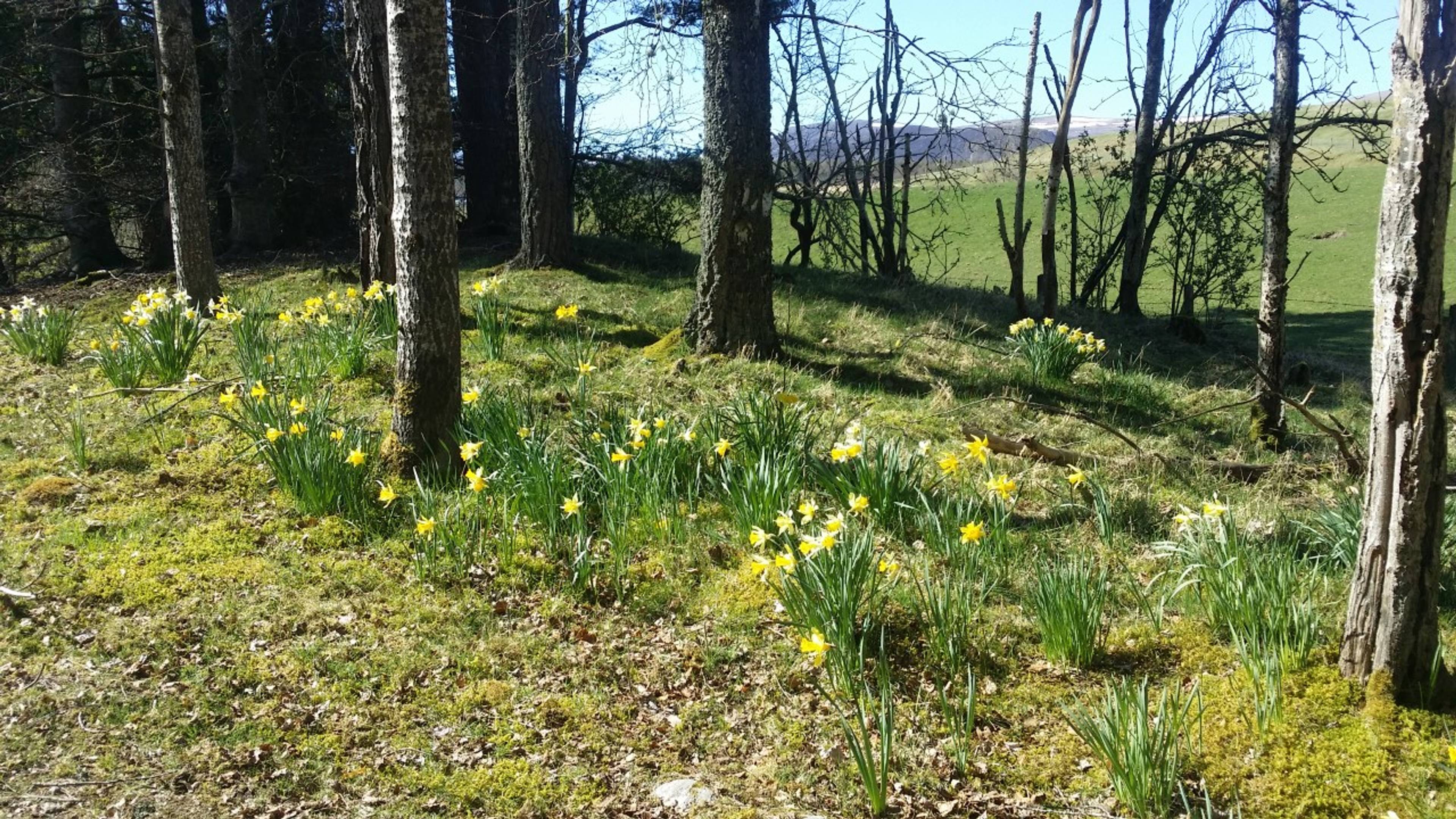 Grounds