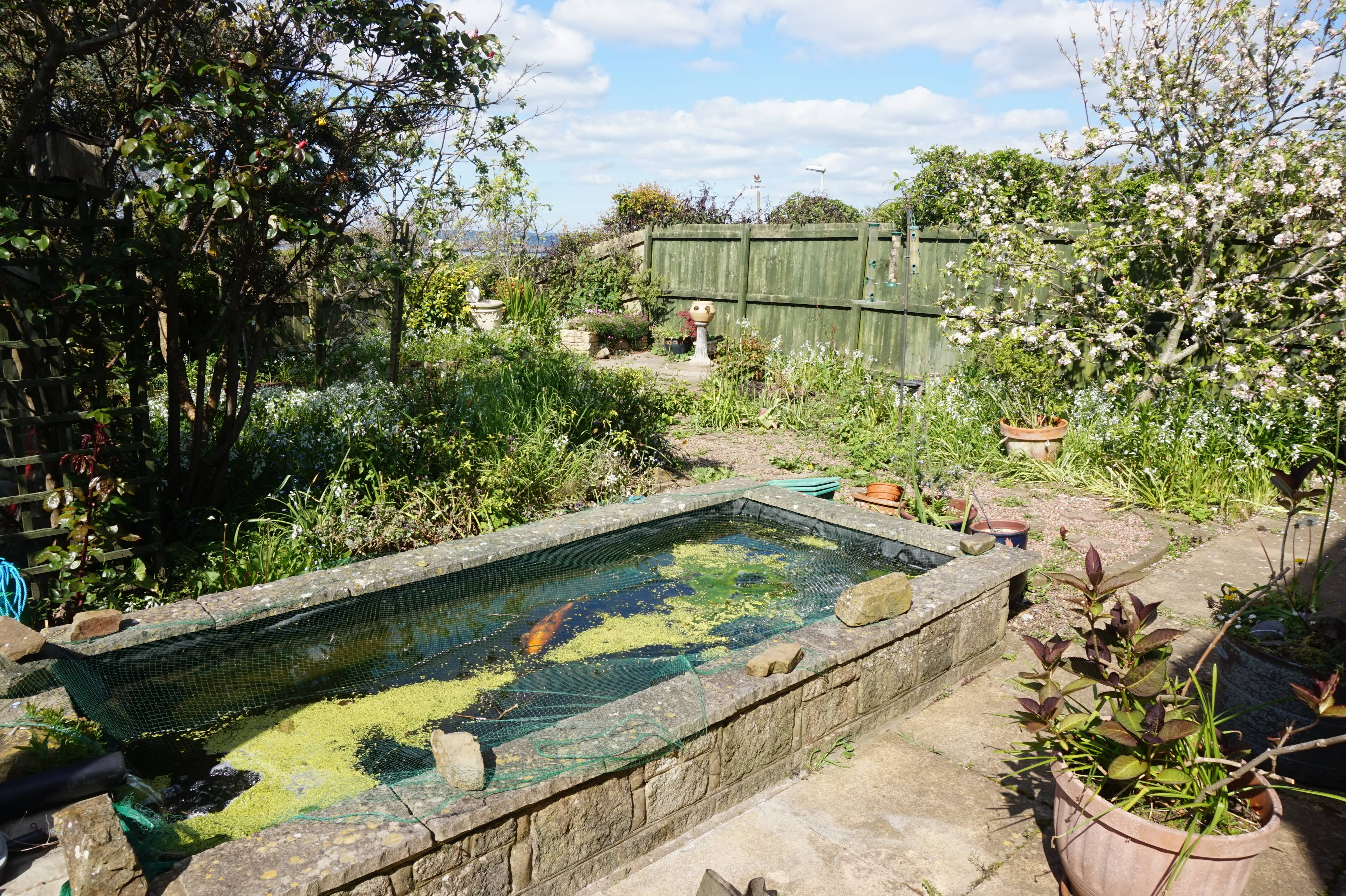 Pond