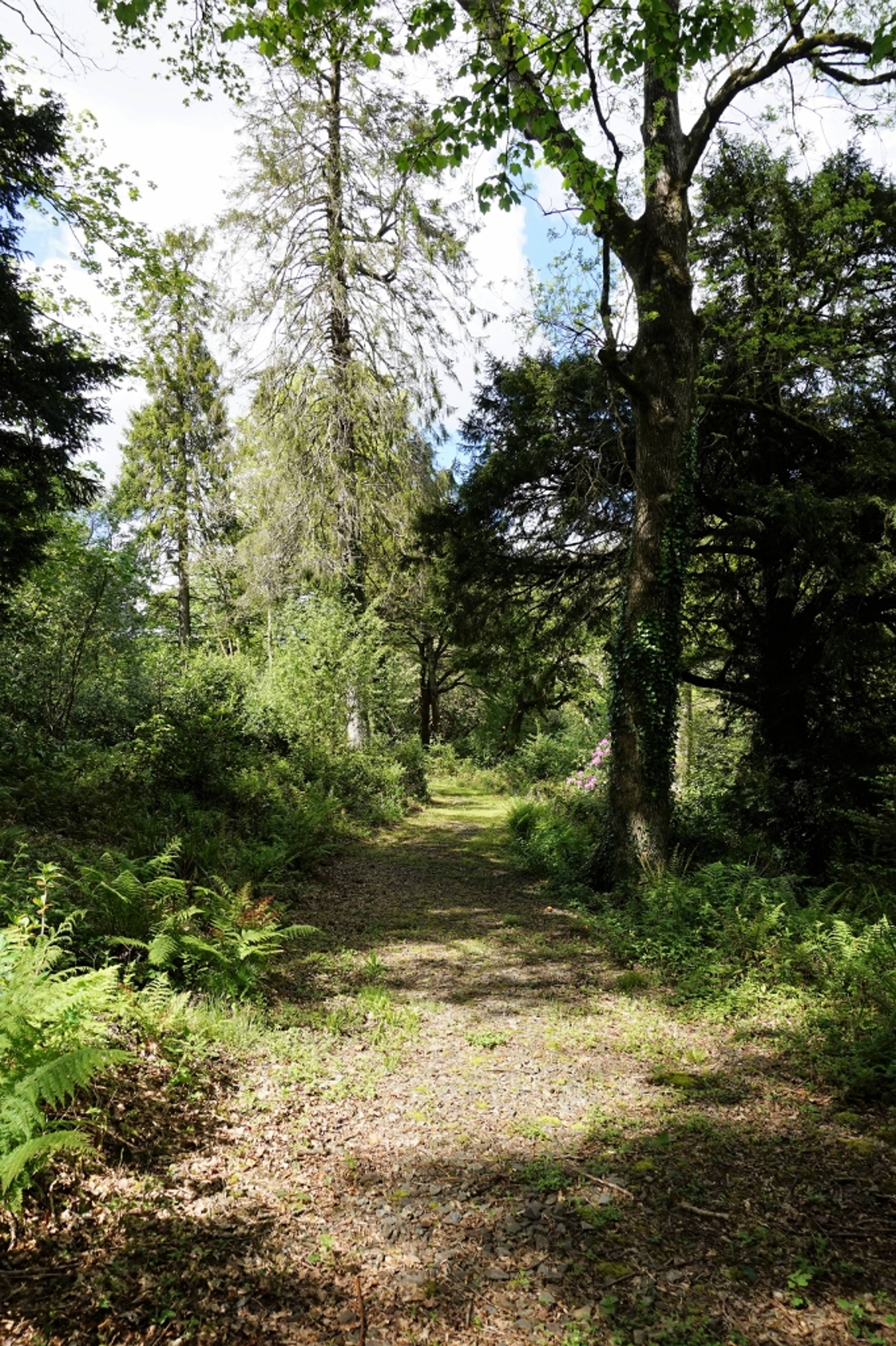 Woodland