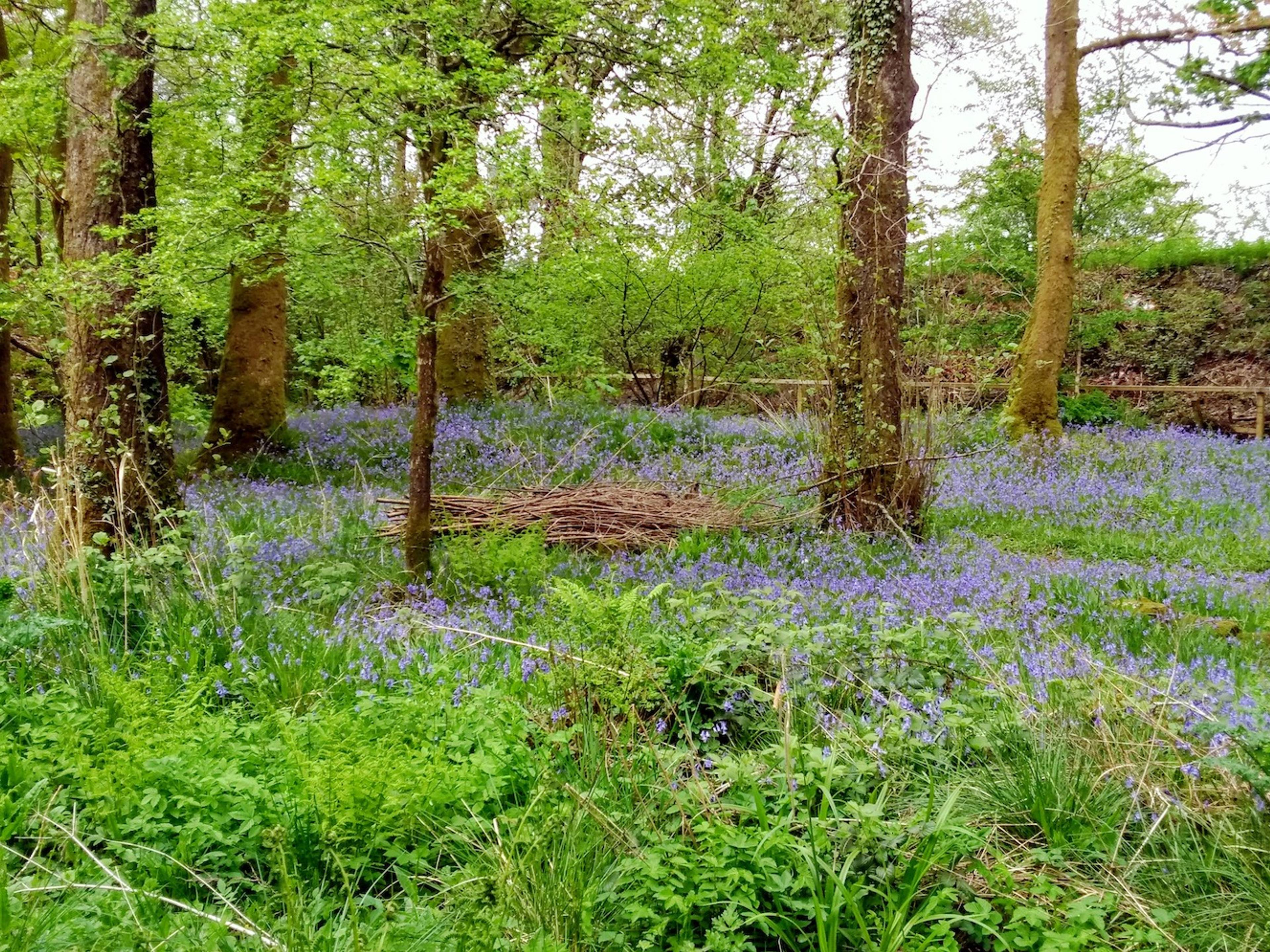 Woodland